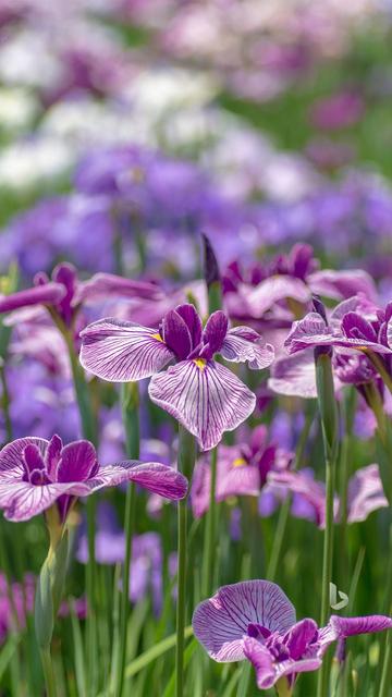 Fiori di iris porpora strati di bianco