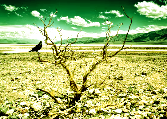 Foto ingiallita di paesaggio desolante e desertico, con un arbusto secco e un uccello nero fermo su un ramo