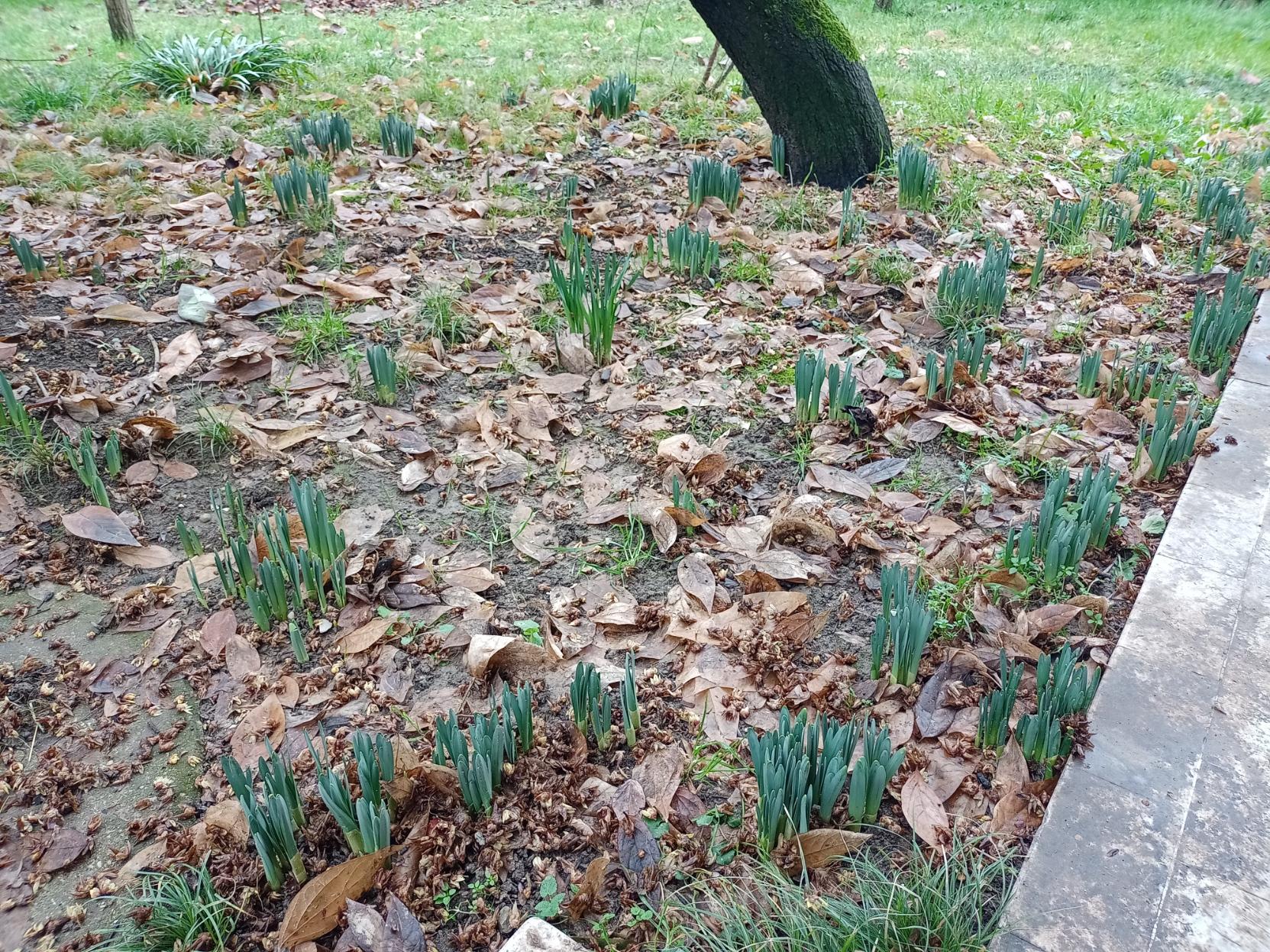 Un'immagine di un giardino mostra numerosi piccoli, piante rampicanti verdi in piedi che emergono da un terreno coperto di foglie marrone secca. Un grande tronco di albero con crescita di muschio è visibile vicino alla parte superiore destra. Una quantità di foglie secche ricopre la maggior parte del terreno, con macchie di erba e terra visibili sotto di esse. Un bordo in cemento si estende lungo il lato destro dell'immagine. Sottofondo, più erba e alcune piante più grandi a distanza. Fornito da @altbot, generato localmente e privatamente utilizzando Qwen3-Vl:30b 🌱 Energia utilizzata: 0.086 Wh