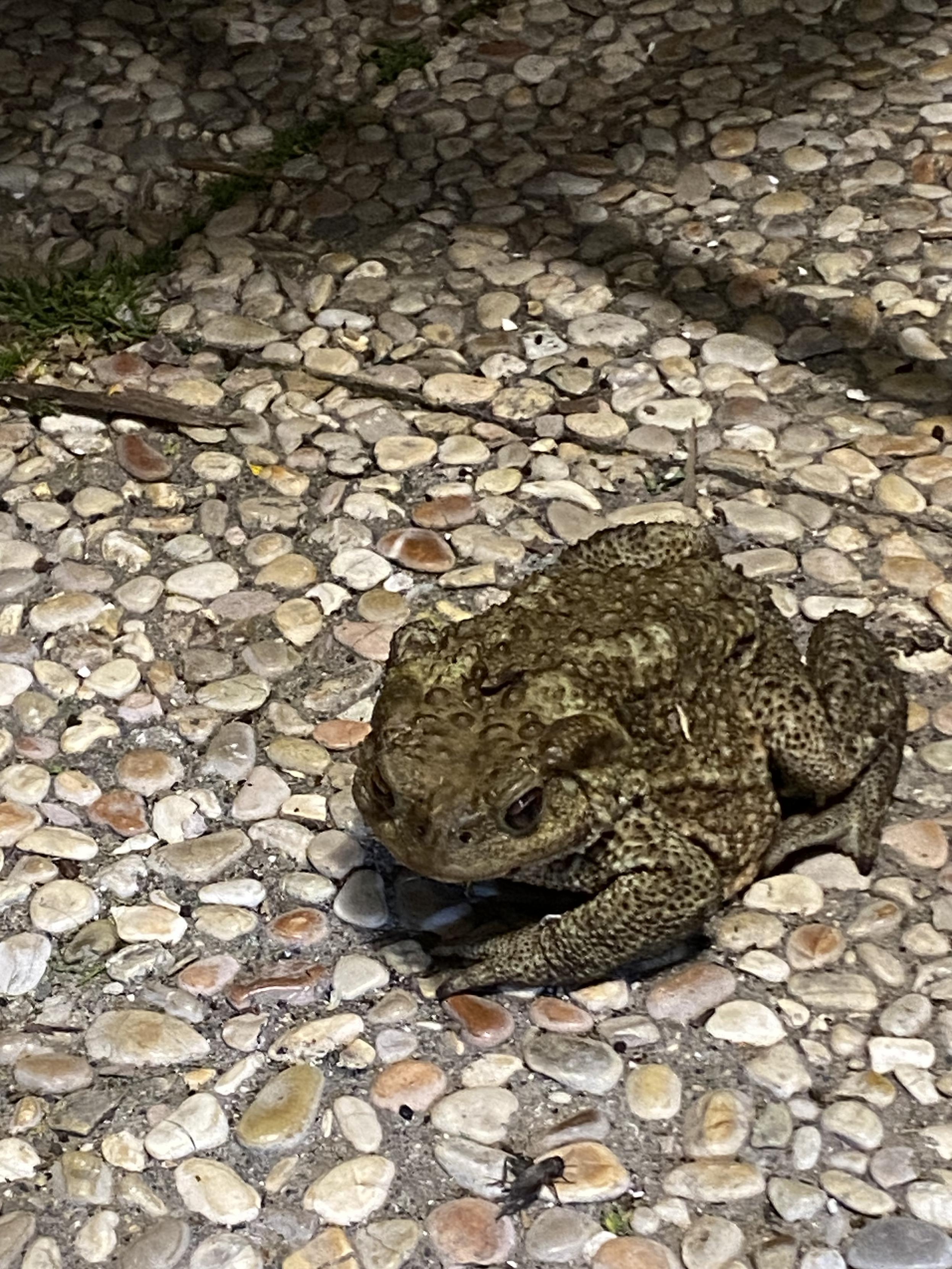 A toad on pebbled tiles in the act of sneaking away
And a cricket! 