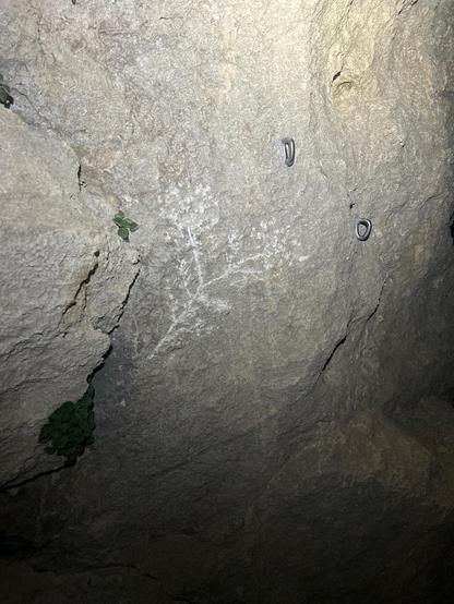 La mimosa scolpita sulla roccia di Finale