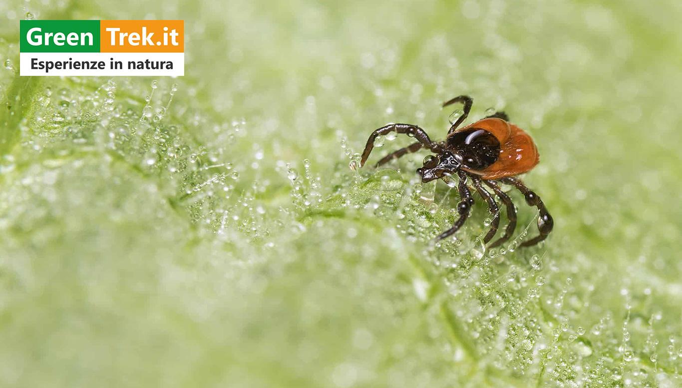 Una zecca di colore nero-arancio su una foglia.