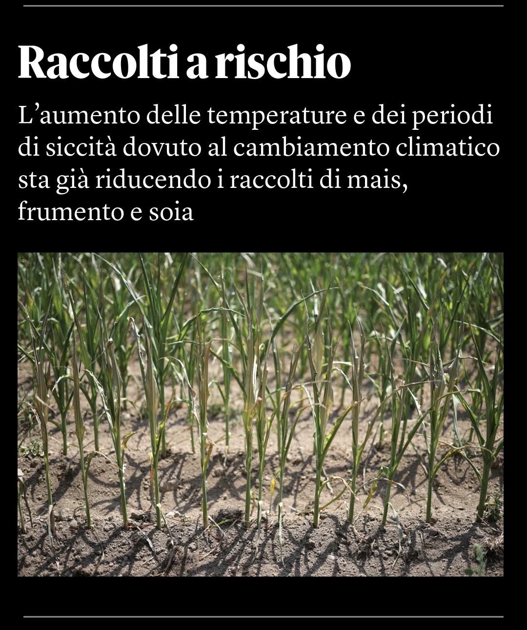Screenshot del titolo di un articolo che riporta il calo di produzione di mais, soia e frumento a causa del cambiamento climatico. Screenshot del titolo di un articolo che riporta il calo di produzione di mais, soia e frumento a causa del cambiamento climatico.
