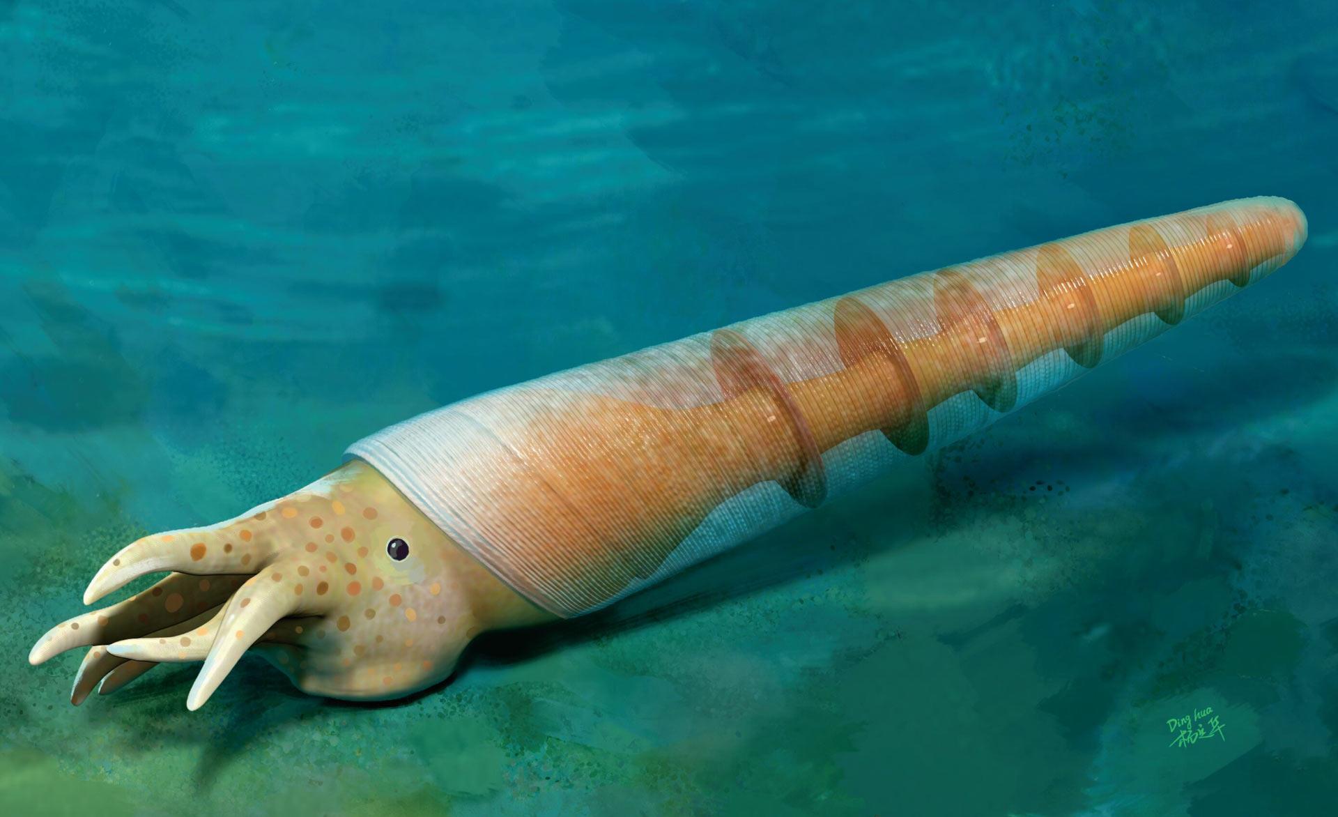 In un nuovo studio, i ricercatori hanno esaminato 32 esemplari di una specie di cefalopode precedentemente sconosciuta, proveniente dalla Formazione di Shuijingtuo in Cina. Chiamato Eoceras shaanxiense, l'animale viveva negli oceani del Cambriano inferiore circa 520 milioni di anni fa. Di dimensioni millimetriche, possedeva una conchiglia dritta a forma di cono, un'apertura inclinata, molteplici pareti interne e un tubo segmentato che correva lungo la parte inferiore della conchiglia, collegandosi alle camere attraverso minuscoli canali.

Dopo aver confrontato tale struttura con i sifuncoli dei cefalopodi noti, i paleontologi hanno concluso che si trattasse di uno di essi. Questo rende l'Eoceras shaanxiense il cefalopode dotato di sifuncolo più antico mai trovato, rappresentando un passaggio transizionale tra le prime specie a conchiglia camerata e i cefalopodi successivi con sistemi di galleggiamento più avanzati.

"Internamente, la conchiglia presenta molteplici setti insieme a un tubo segmentato situato perifericamente che sembra collegare i setti attraverso minuscoli canali; ciò indica che il corpo molle migrava verso l'apertura per formare camere successive durante la crescita, mantenendo al contempo il contatto con le camere precedenti tramite il tubo", hanno spiegato.

"Collettivamente, queste caratteristiche identificano il tubo segmentato nell'Eoceras shaanxiense come un candidato sifuncolo primordiale dei cefalopodi".

Poiché il suo sistema di galleggiamento era ancora primitivo, l'Eoceras shaanxiense probabilmente trascorreva la maggior parte della sua vita sul fondale marino piuttosto che nuotando liberamente, sebbene l'anatomia dei suoi tessuti molli rimanga sconosciuta.

"La scoperta estende l'intervallo noto dei cefalopodi basali fino al Cambriano inferiore e rivela le prime fasi dell'assemblaggio evolutivo di un fragmocono camerato utilizzato nella regolazione del galleggiamento", hanno concluso gli scienziati.