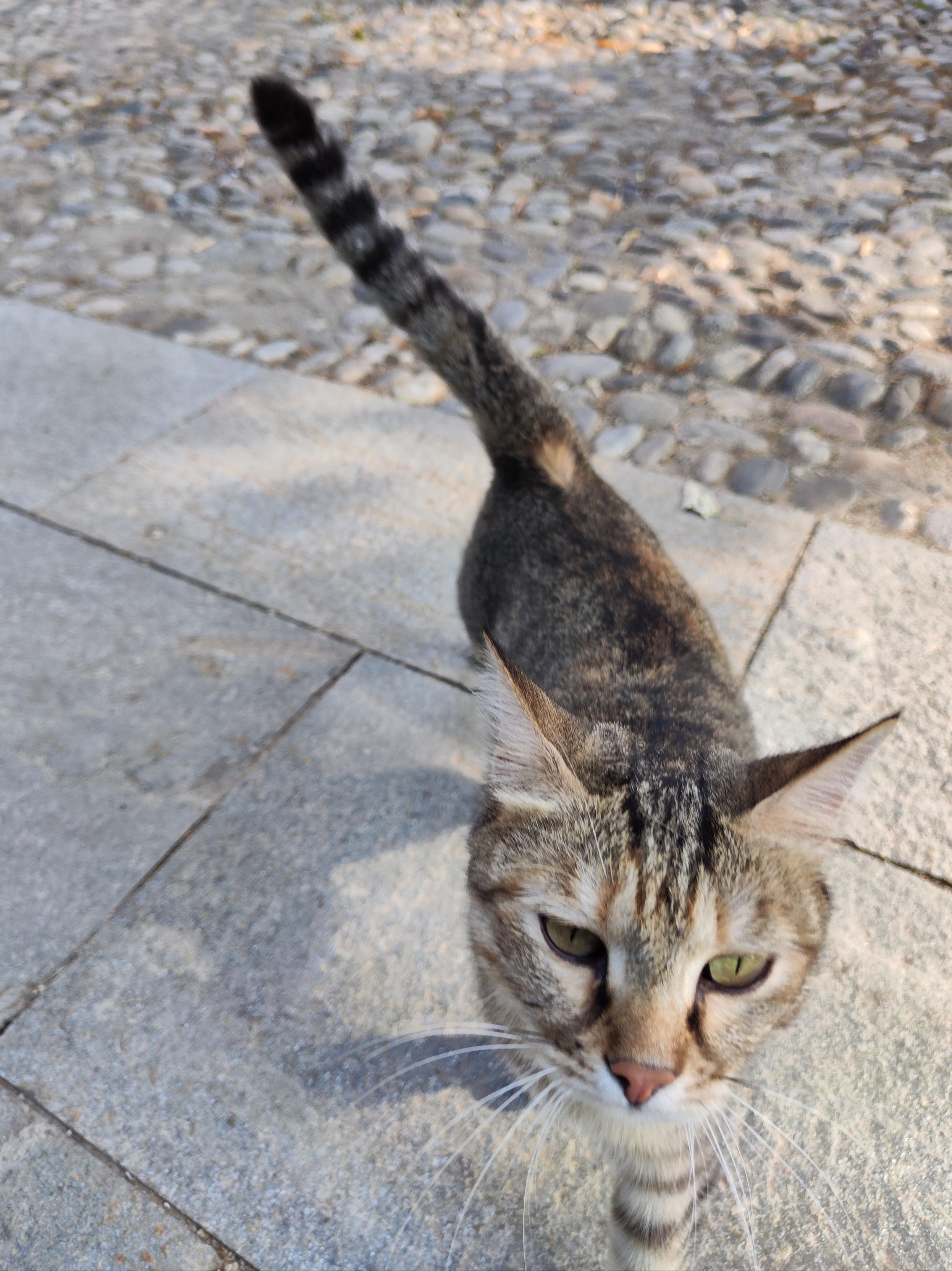 gatta in passeggiata di prima mattina