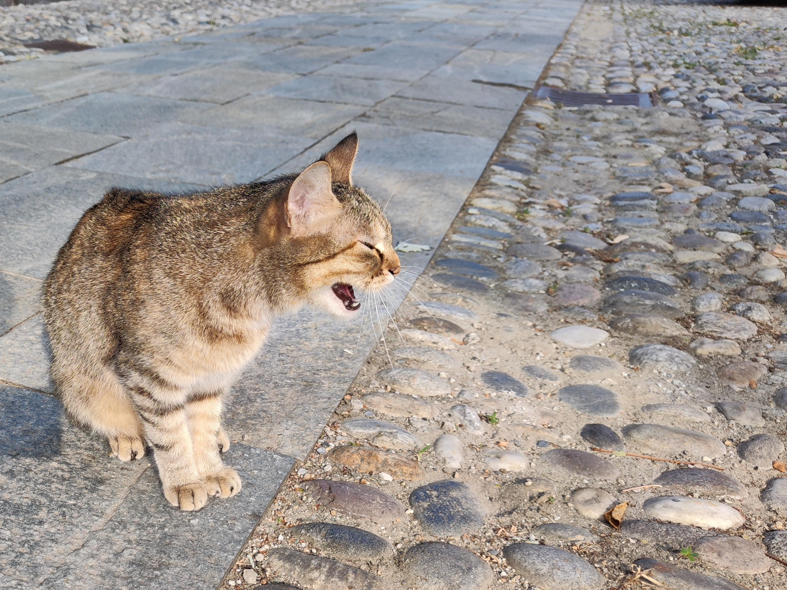gatta in passeggiata di prima mattina