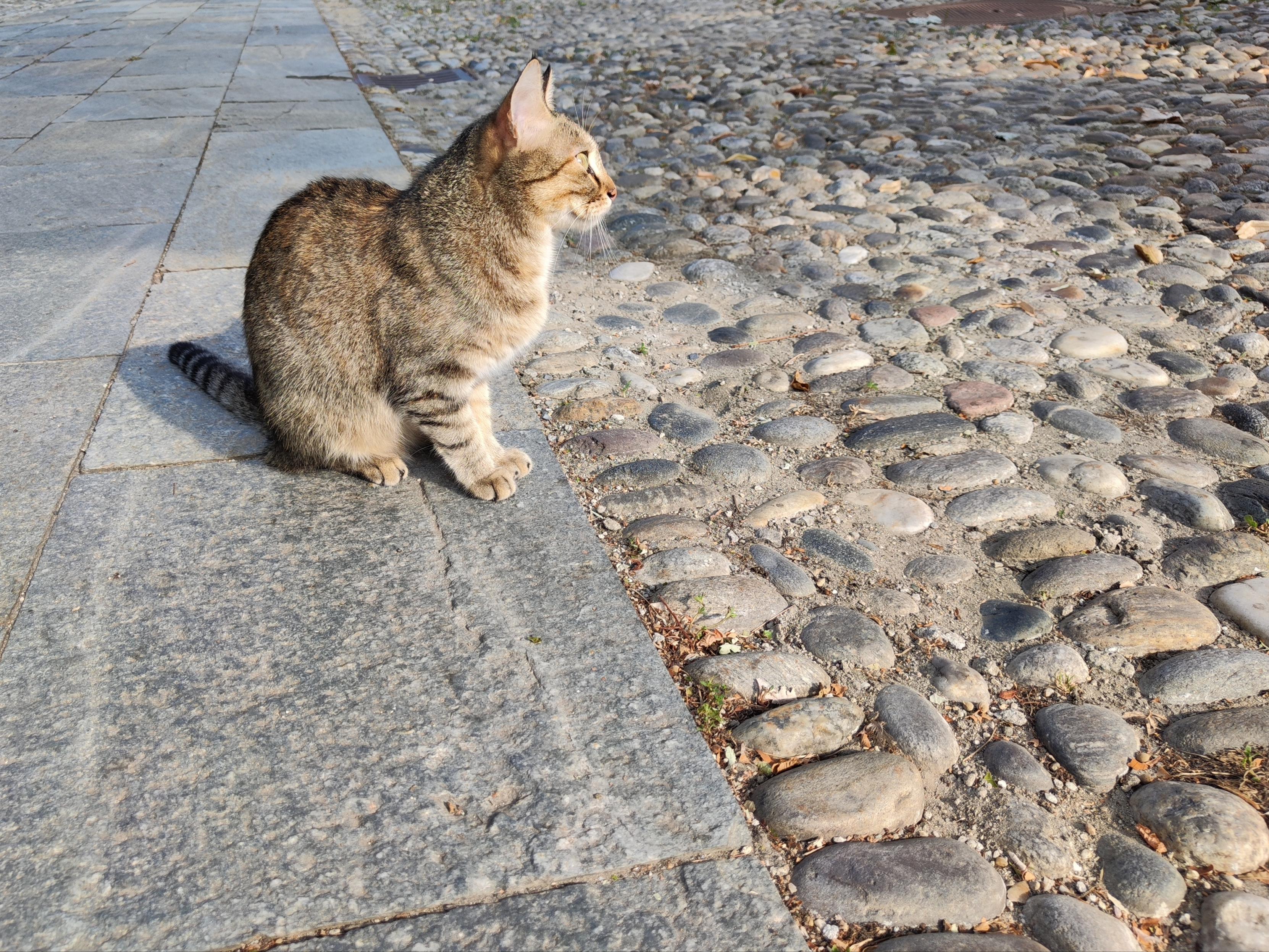 gatta in passeggiata di prima mattina
