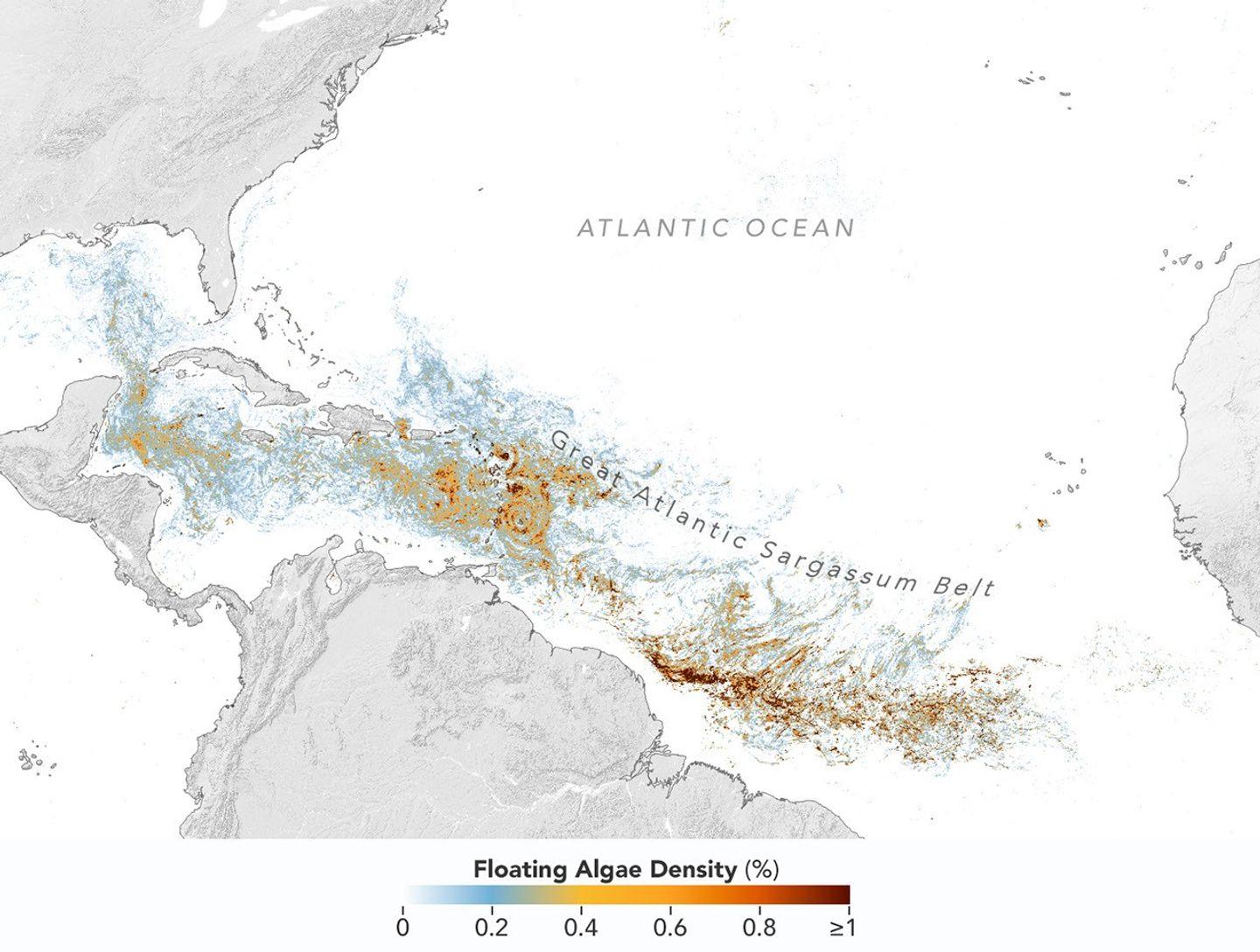 Questa mappa, basata sui dati dell'OCI (Ocean Color Instrument) a bordo del satellite PACE (Plankton, Aerosol, Cloud, ocean Ecosystem) della NASA, mostra il Sargassum fortemente concentrato nell'Atlantico tropicale nel giugno 2026.