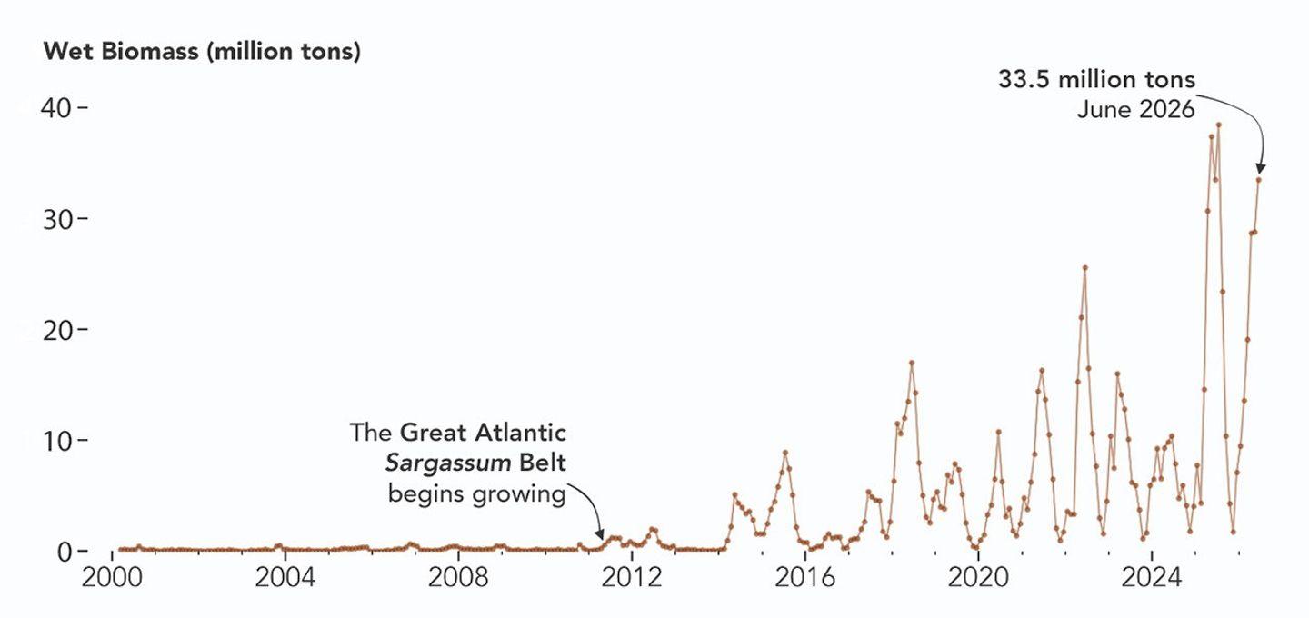 Il grafico sopra utilizza la serie continua di dati del sensore MODIS, disponibile dal marzo 2000, per mostrare come la biomassa del Sargassum nella Grande Cintura Atlantica del Sargassum sia cambiata fino al giugno 2026. Si nota chiaramente l'aumento iniziato intorno al 2011, quando la cintura stava iniziando a formarsi, così come le diminuzioni stagionali durante l'inverno e i picchi registrati in primavera e in estate. Spicca il massimo storico raggiunto nel luglio 2025, seguito dal rapido incremento osservato all'inizio del 2026 – soprattutto nei primi quattro mesi dell'anno – culminato con il picco annuale di giugno. Osservazioni più recenti, non ancora riportate nel grafico, indicano che la biomassa del Sargassum è diminuita nel corso del successivo mese di luglio.