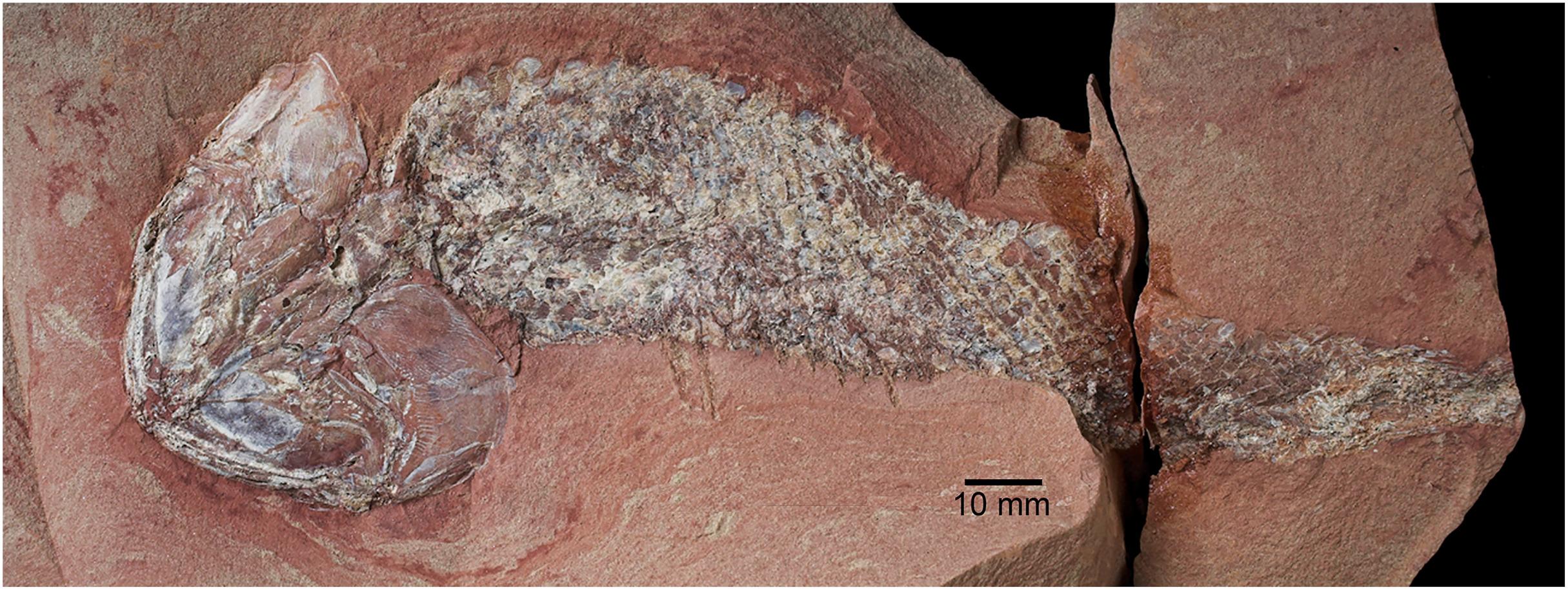 Il fossile appiattito di Leolepis matogrossensis, un pesce vissuto 254 milioni di anni fa nel Permiano del Brasile.