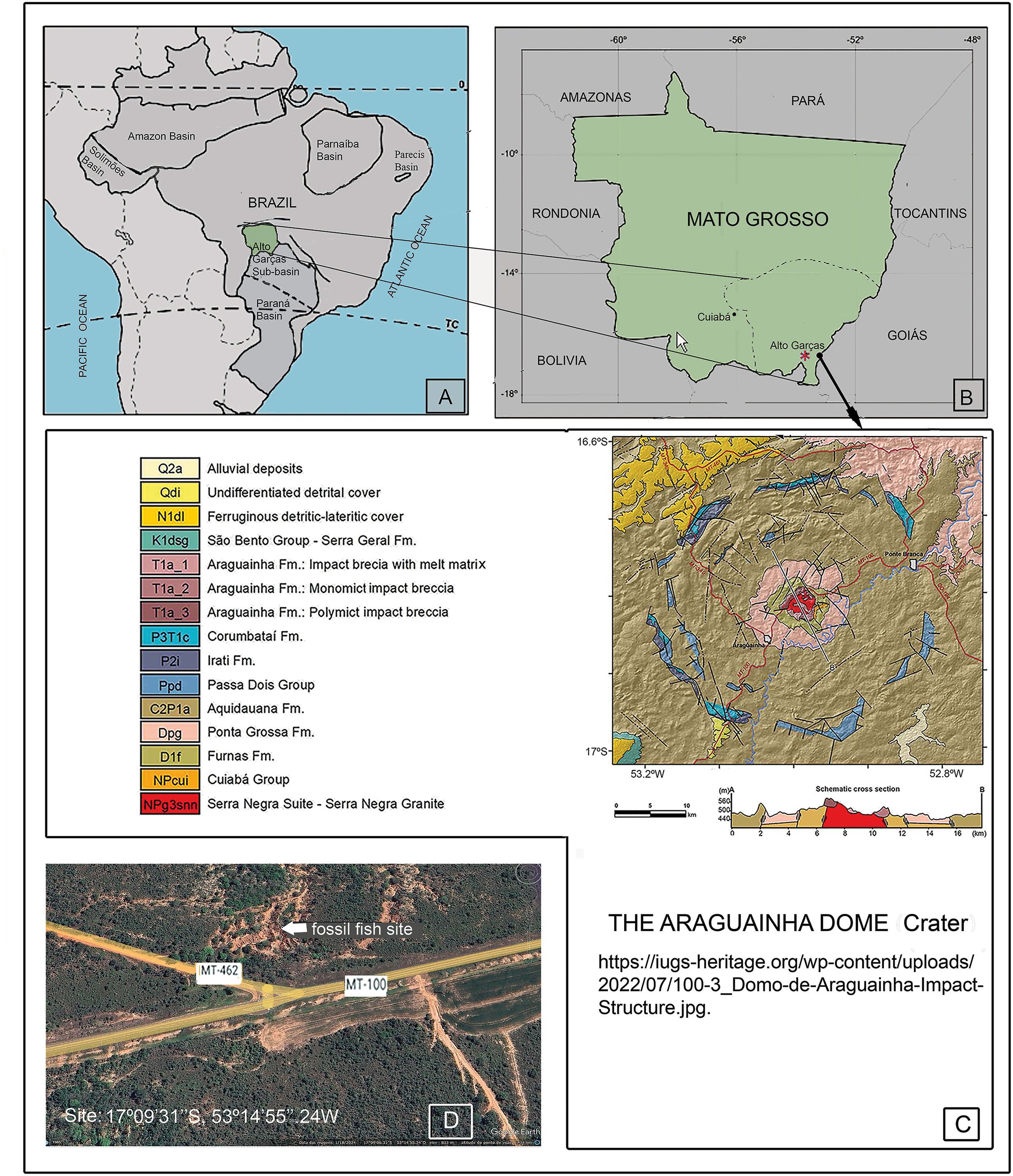 Provenienza geografica del pesce fossile qui descritto. A. Il bacino del Paraná (grigio più scuro) con il sottobacino settentrionale di Alto-Garças in verde. B. Il comune di Alto Garças nello stato del Mato Grosso, nel Brasile centro-occidentale, dove è stato raccolto il pesce. C. Posizione del duomo da impatto di Araguainha (Thomé-Filho et al., 2012), indicata da una freccia. D. Fotografia aerea del 2024 del luogo esatto di ritrovamento del fossile ad Alto Garças, nello Stato del Mato Grosso, appena a nord della confluenza delle strade MT-462 e MT-100 (17°09'31'‘S 53°14'55’'O, secondo Leo Adriano de Oliveira, il raccoglitore del fossile di pesce).
