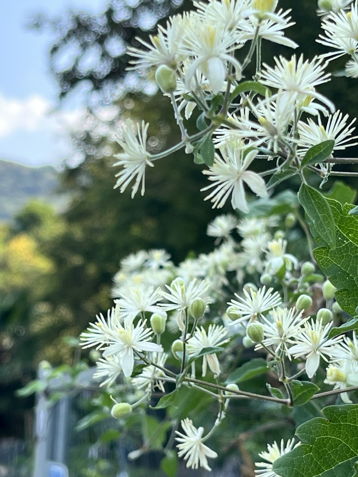 Fiori