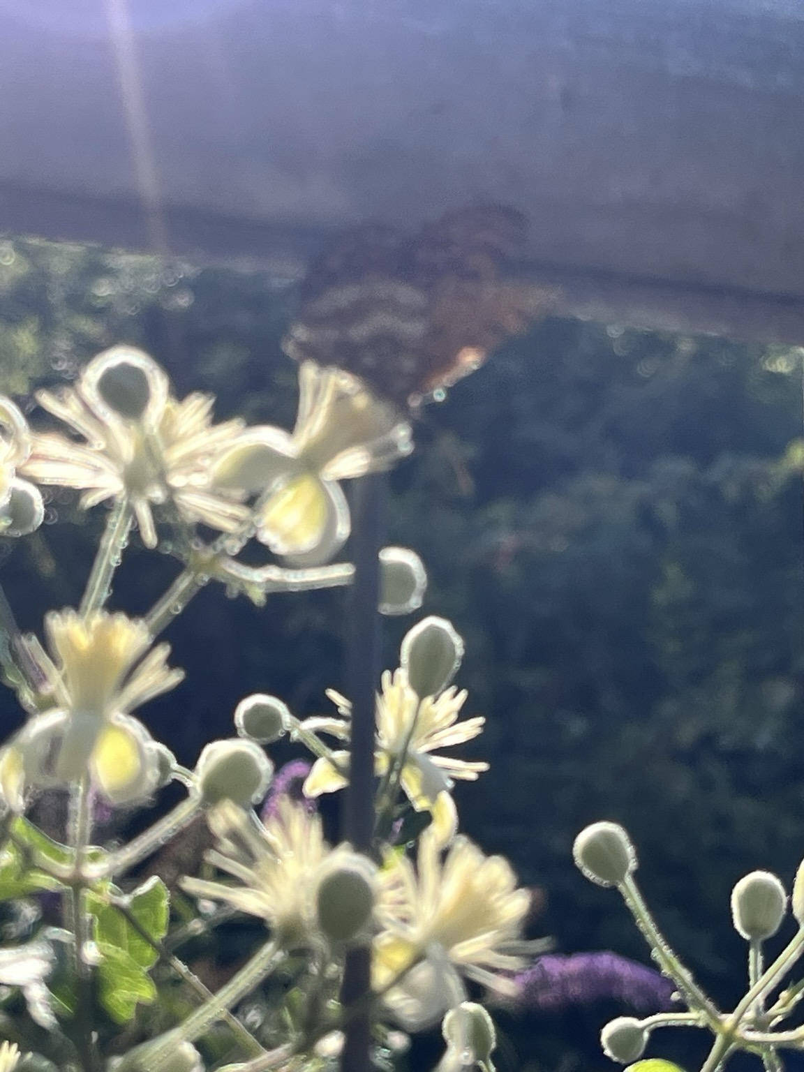 Fiori