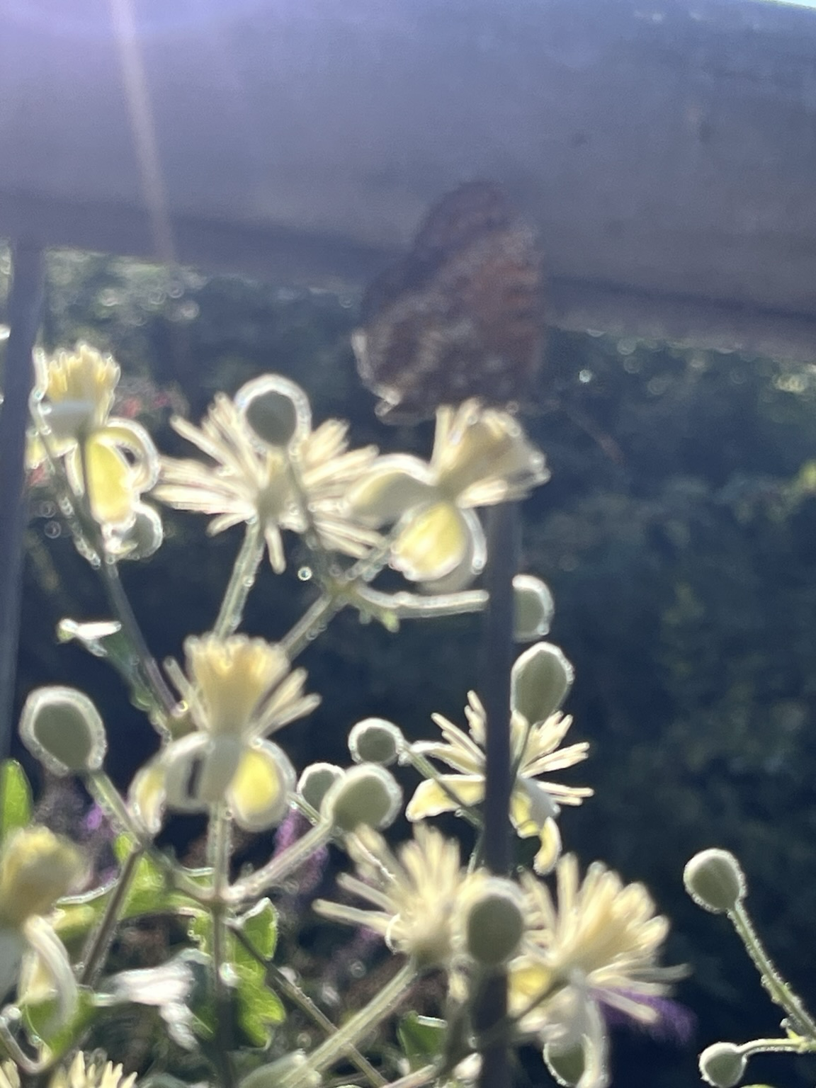 Fiori