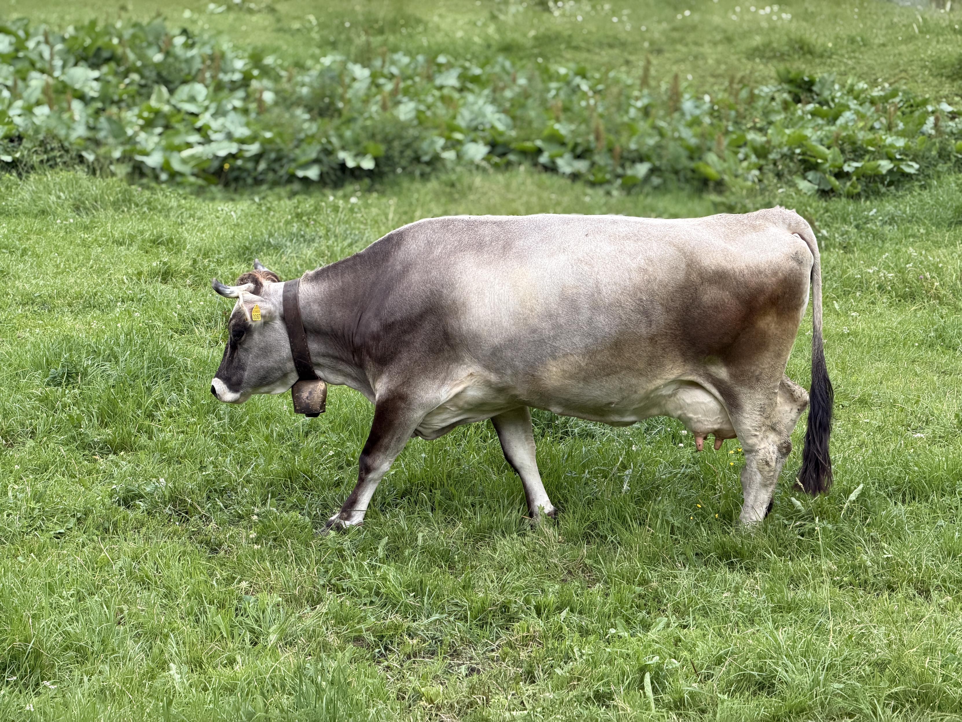 Mucca grigia con collare e campana, che cammina in un prato verde con vegetazione sullo sfondo.