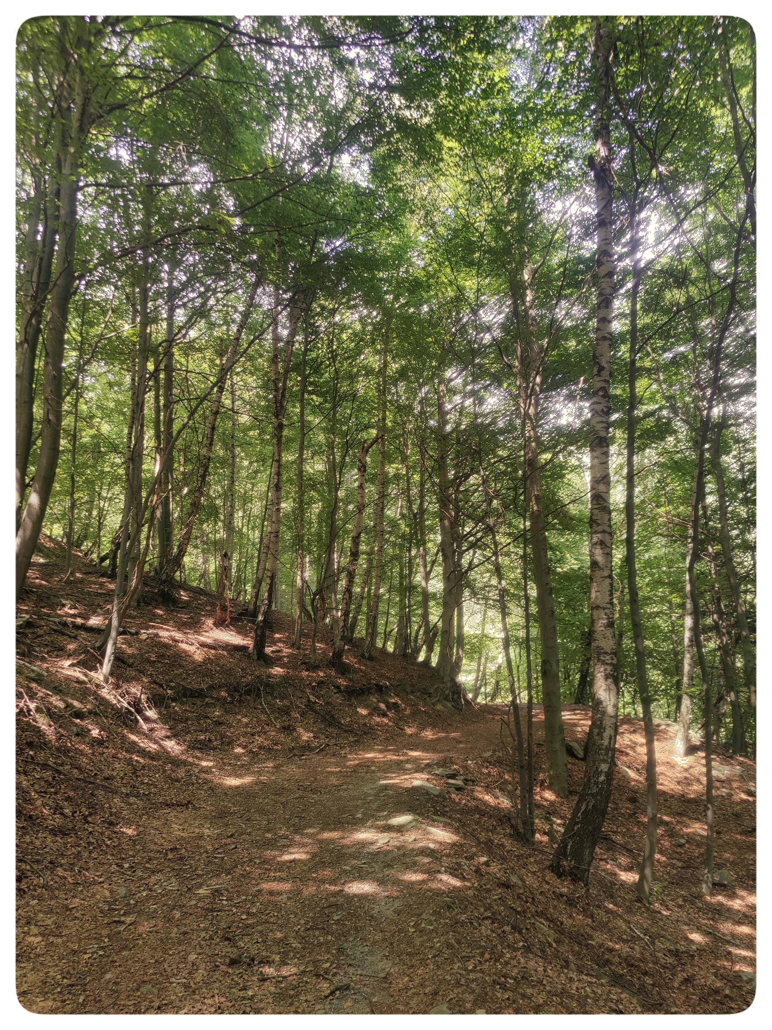 La discesa attraverso il bosco.
Gli alberi circondano il sentiero. Le chiome sono verdi, i tronchi alti e longilinei.
Il terreno è ricoperto di foglie secche, come in autunno.