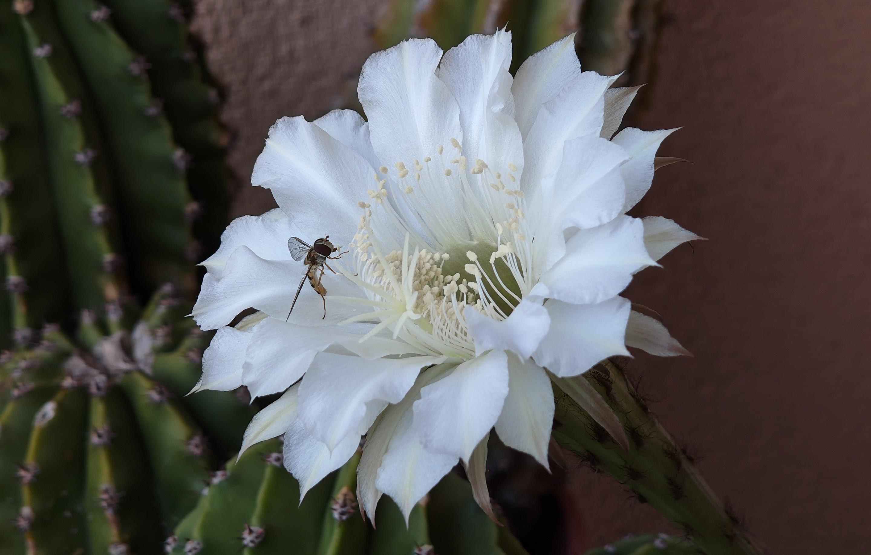 L'immagine mostra in primo piano uno splendido fiore di cactus bianco, grande e completamente aperto, appartenente probabilmente a una varietà di Echinopsis.Ecco i dettagli principali della fotografia:Il fiore: I petali sono di un bianco candido, leggermente frastagliati sui bordi esterni, e si dispongono in modo stratificato creando un aspetto soffice. Al centro spicca una ricca corona di stami sottili ricoperti di polline chiaro, che circondano il pistillo centrale.L'insetto (sirfide): Posato delicatamente sul lato sinistro dei petali interni c'è un piccolo sirfide. L'insetto è colto di profilo; si notano il corpo allungato con sfumature gialle e scure (che imitano l'aspetto di una piccola vespa o ape), le zampe sottili appoggiate sulla superficie del fiore e le ali trasparenti e membranose tenute leggermente aperte.Sfondo e contrasto: Sullo sfondo e sul lato sinistro si intravedono le coste verdi e verticali del cactus, fitte di areole spinose. La tonalità verde scuro della pianta e
