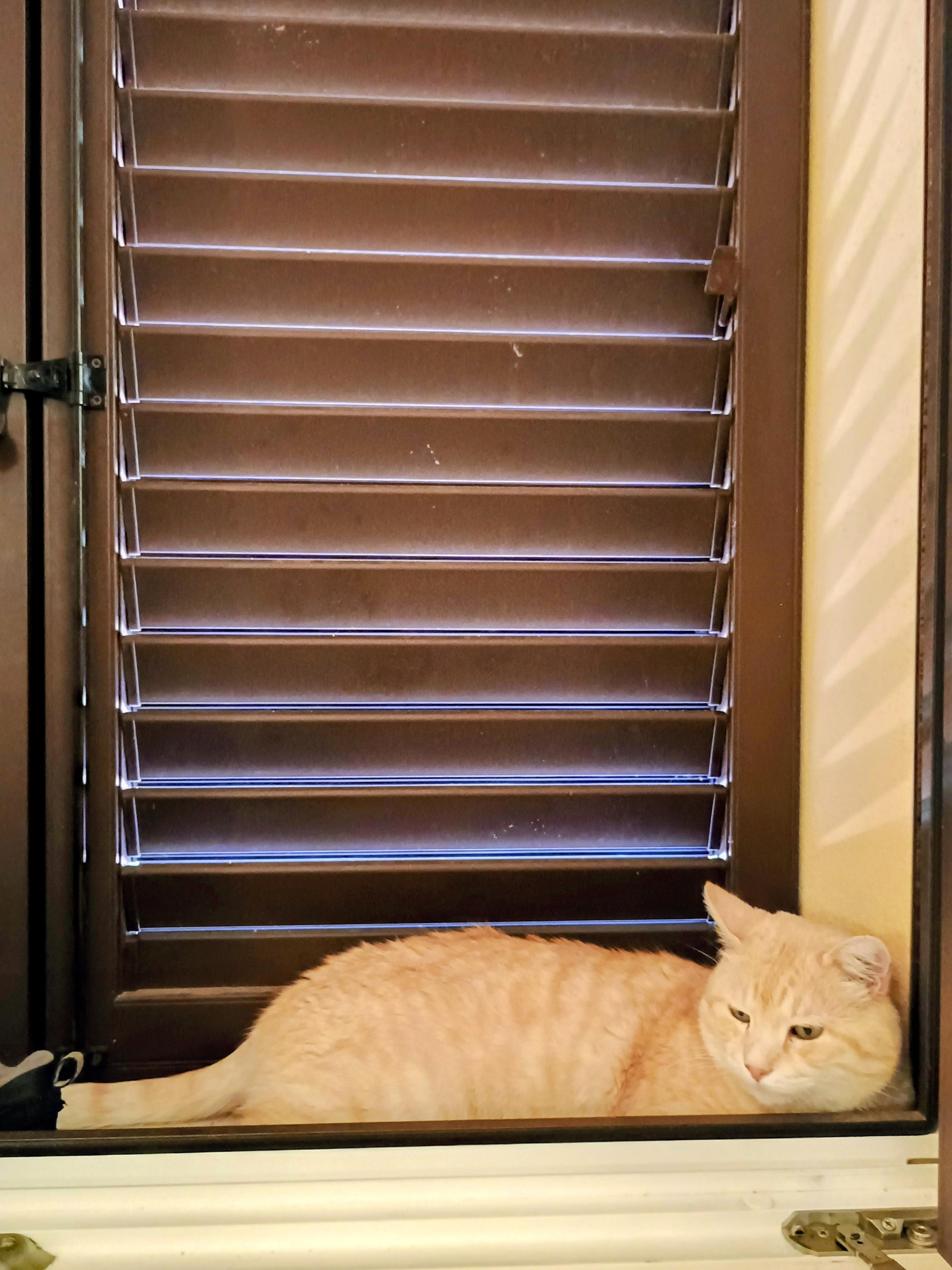 Un gatto dal pelo color crema o arancione chiaro è disteso su un davanzale bianco. Sullo sfondo si trovano delle persiane in legno marrone scuro con lamelle orizzontali. Il gatto è rivolto verso la parte destra dell'immagine dell'immagine. Sulla destra, una porzione di parete chiara presenta delle ombre diagonali.