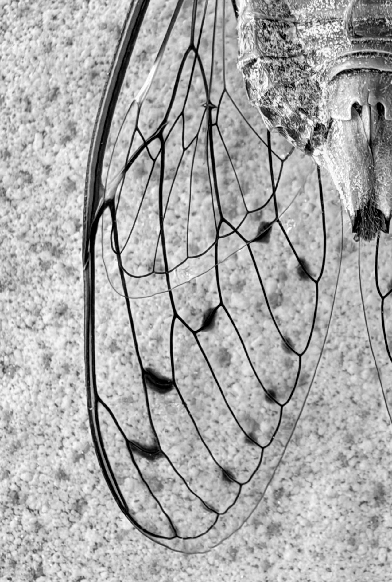 L’immagine in bianco e nero mostra un’ala trasparente di insetto, probabilmente di una cicala, con venature scure ben definite. L’ala è appoggiata su una superficie ruvida, simile a cemento, e occupa la parte sinistra della foto, mentre si intravede una porzione del corpo dell’insetto in alto a destra.