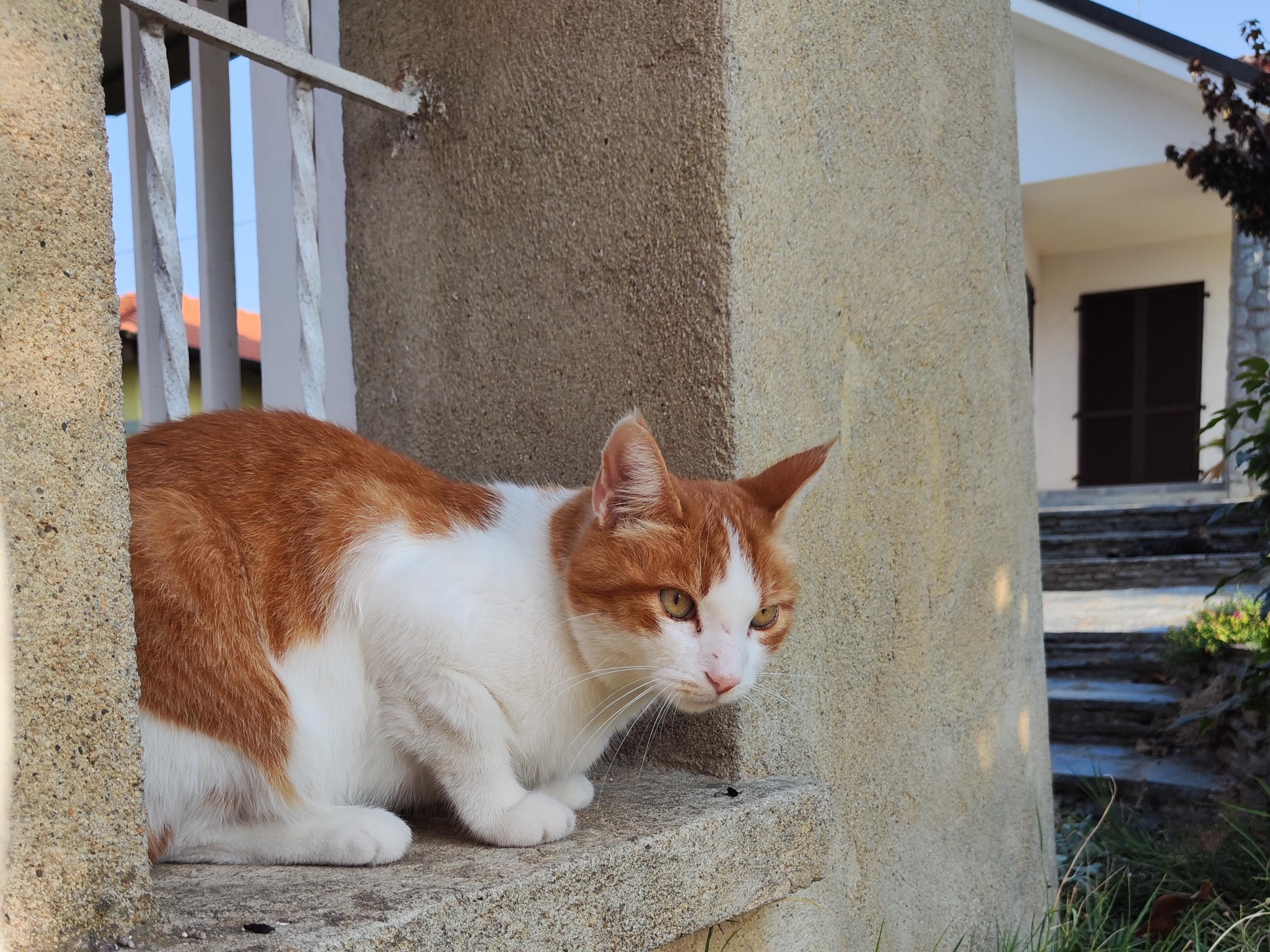 gatto aspetta sul muretto dei vicini