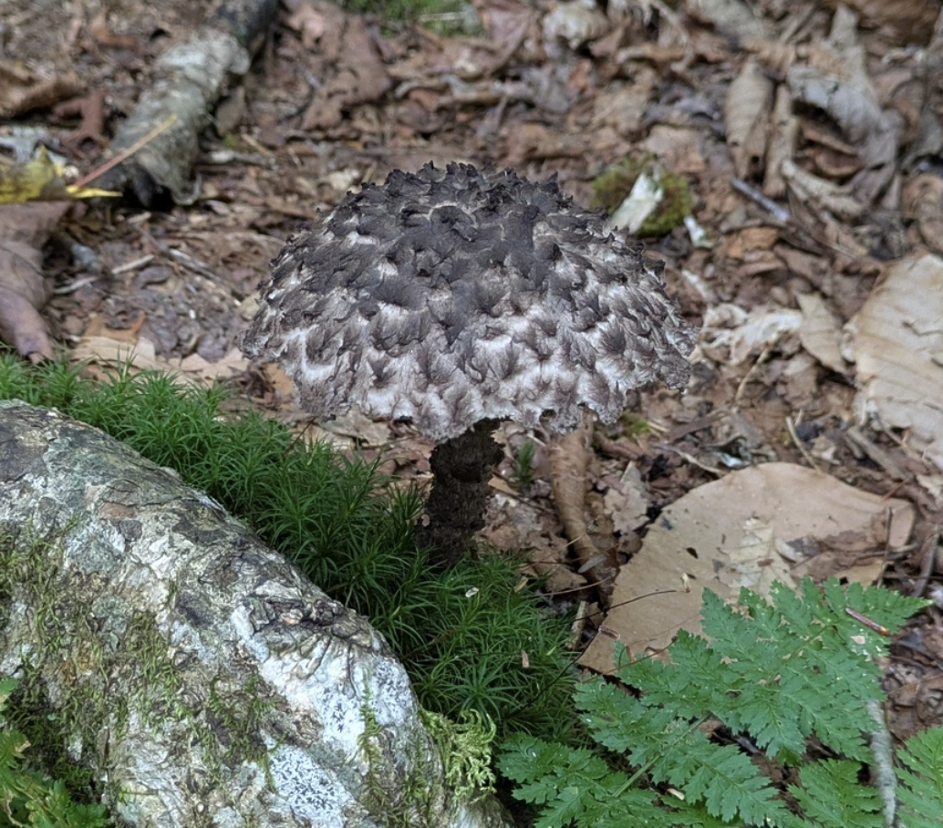 Dark mushroom. Most probably not edible.