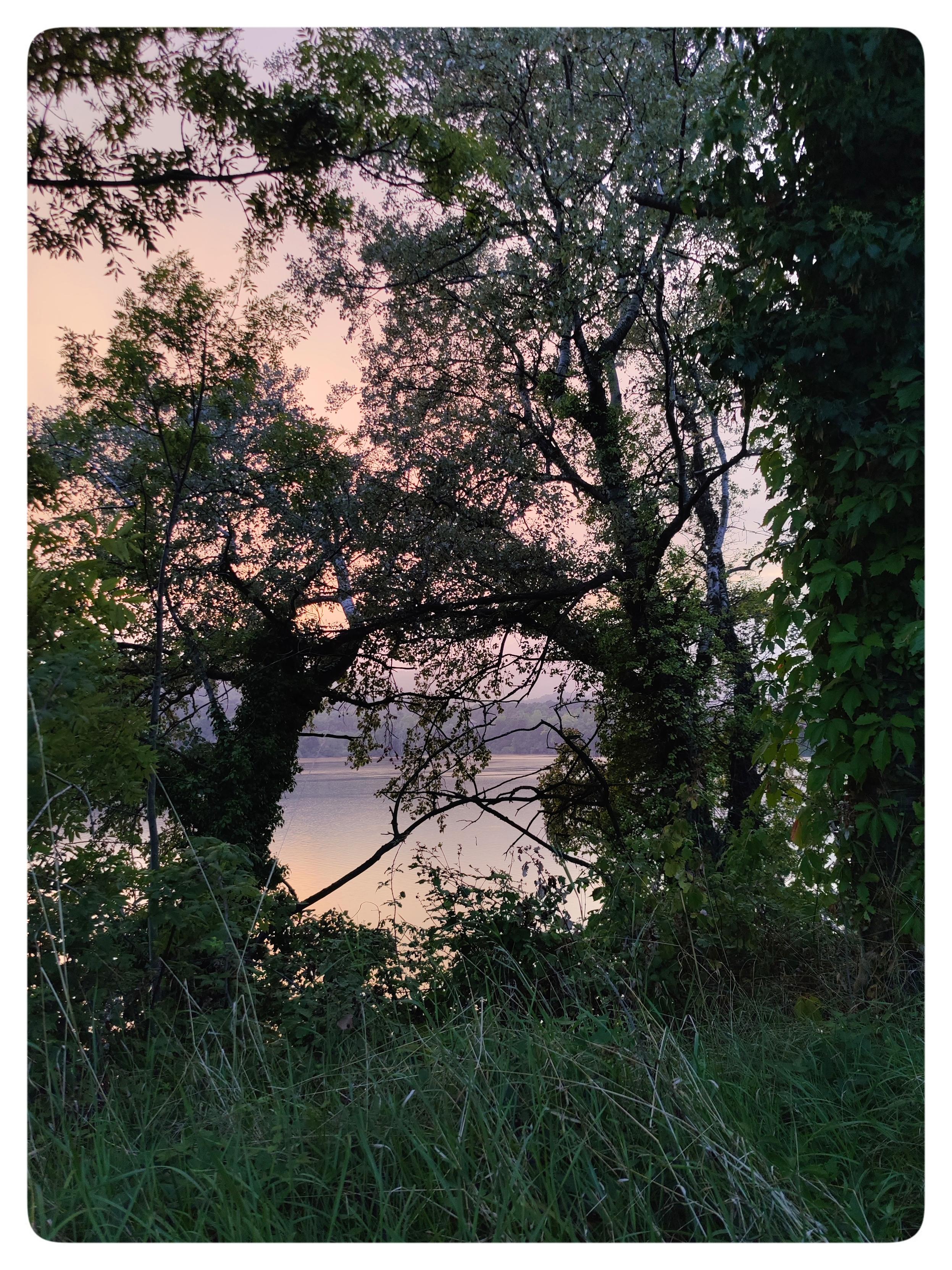 Tramonto sul lago.
La luce del sole al tramonto è rosa e violetto. L'acqua del lago riflette il cielo nuvoloso.
Gli alberi che crescono sulla sponda incorniciano la scena.