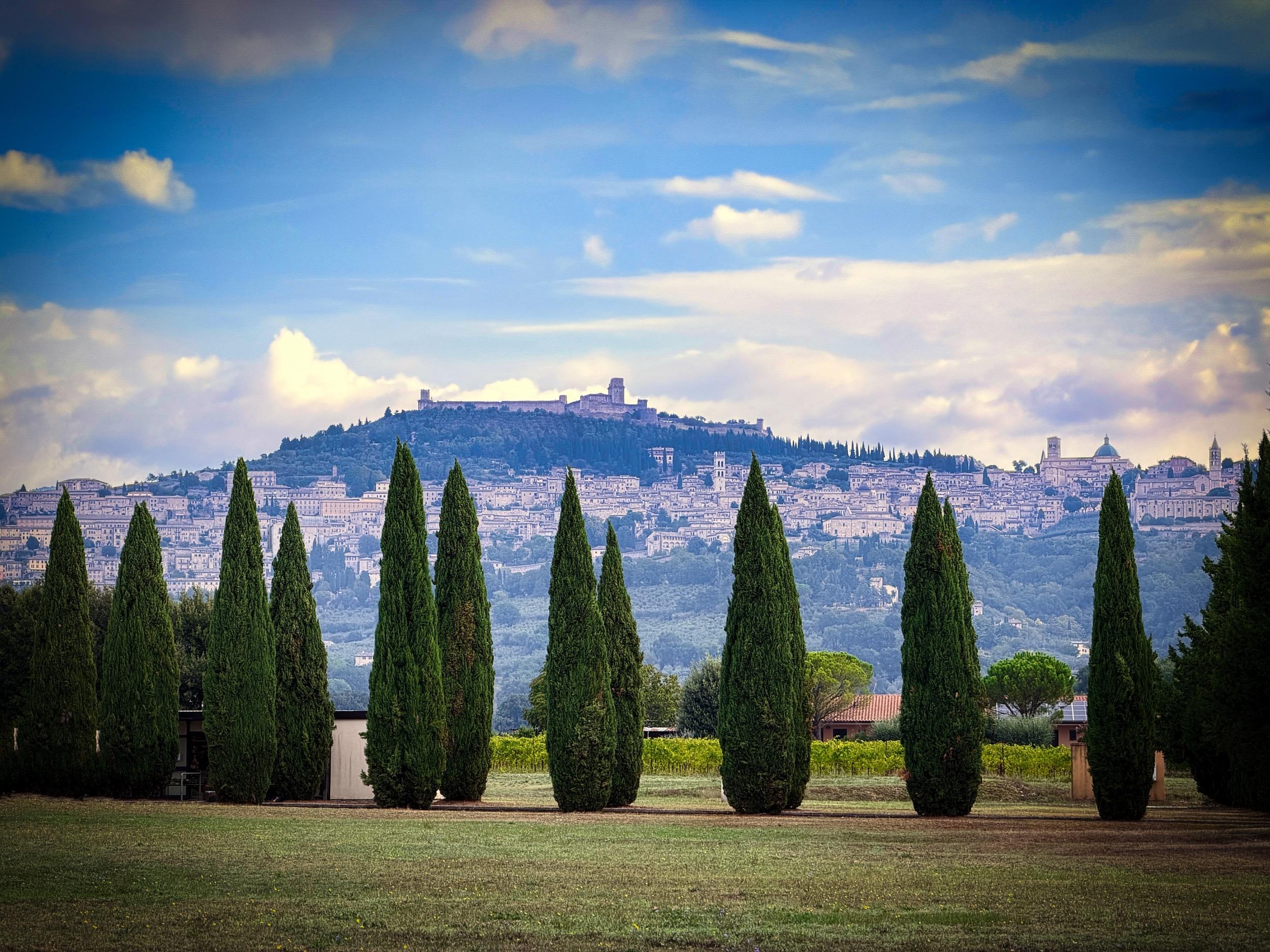 Cipressi in primo piano, vista su un paesaggio collinare e la città di Assisi in lontananza.