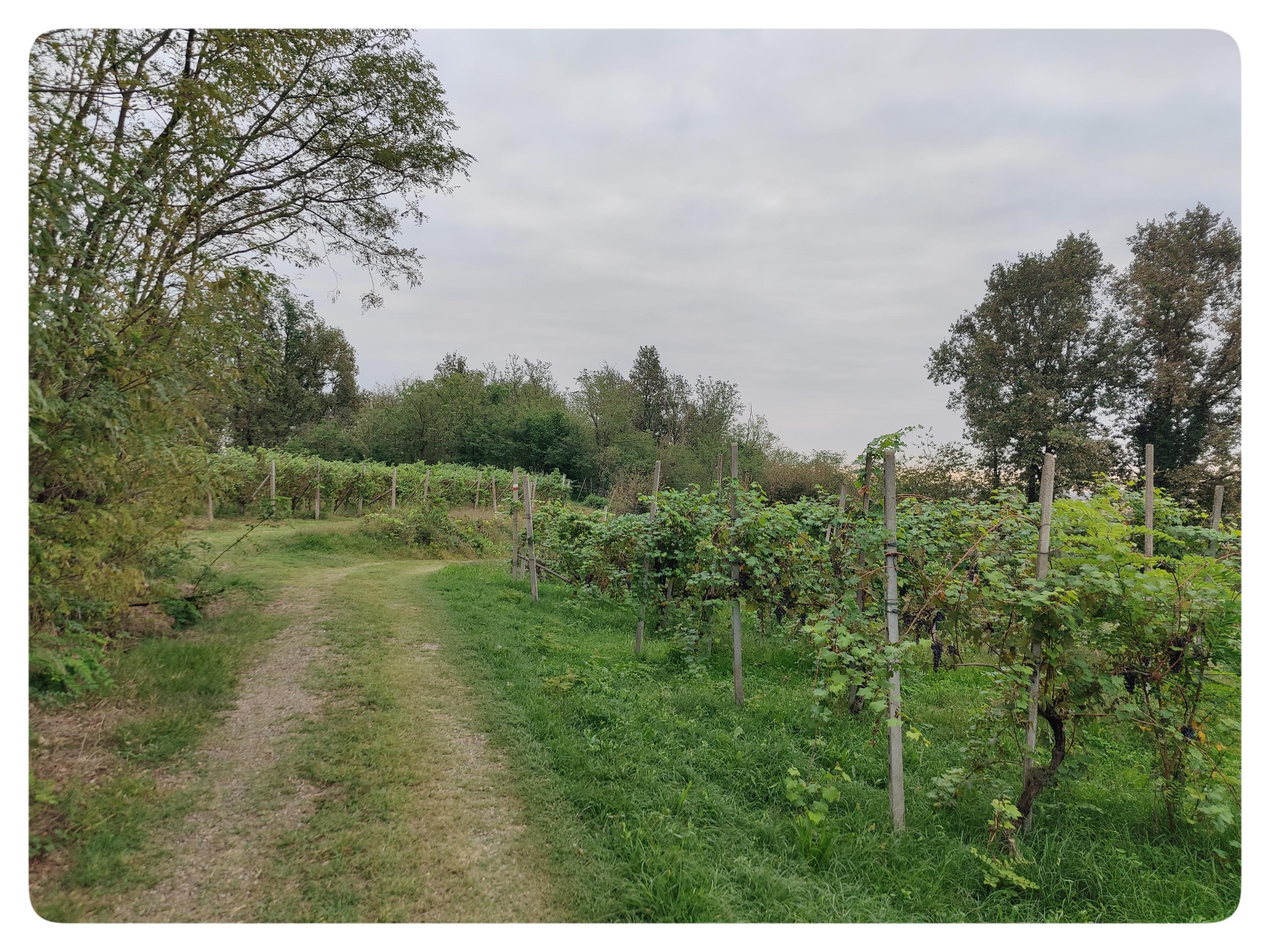 Vigneto. La strada sterrata passa in mezzo a due vigneti. I filari sono rigogliosi, le viti ricche di vegetazione. Queste sono già state vendemmiate. Il cielo grigio non era molto promettente (più tradi è uscito il sole).