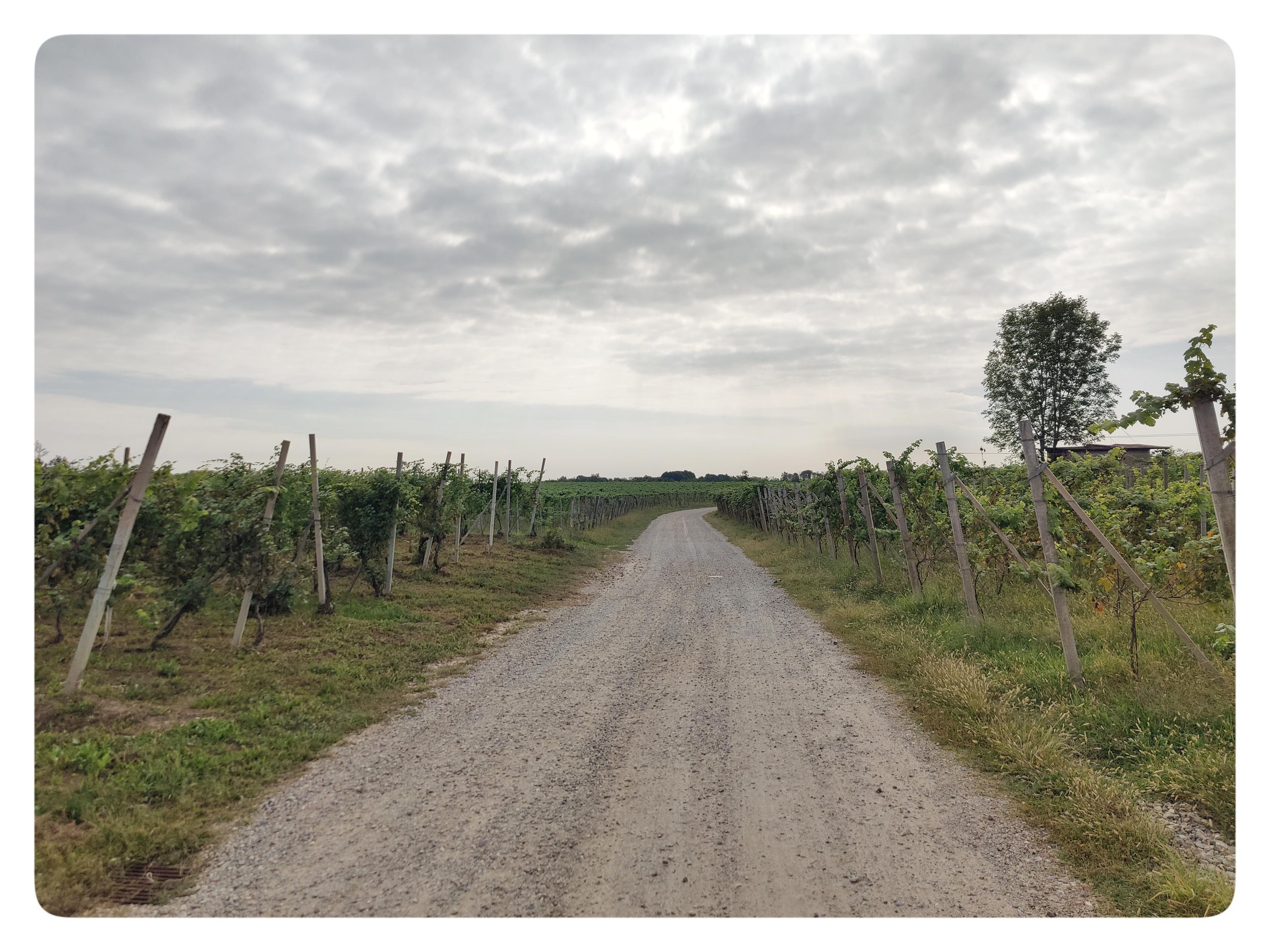 Un po' come nelle risaie, anche qui le strade sterrate viaggiano in mezzo ai vigneti senza una fine. Le vigne ai lati della strada sono pulite e pronte per il passaggio degli agricoltori. Il cielo è grigio e nuvoloso (andrà tutto bene).