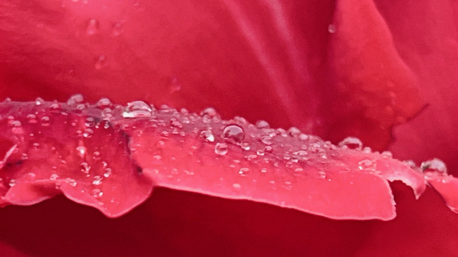 Gocce di pioggia su petali di rose