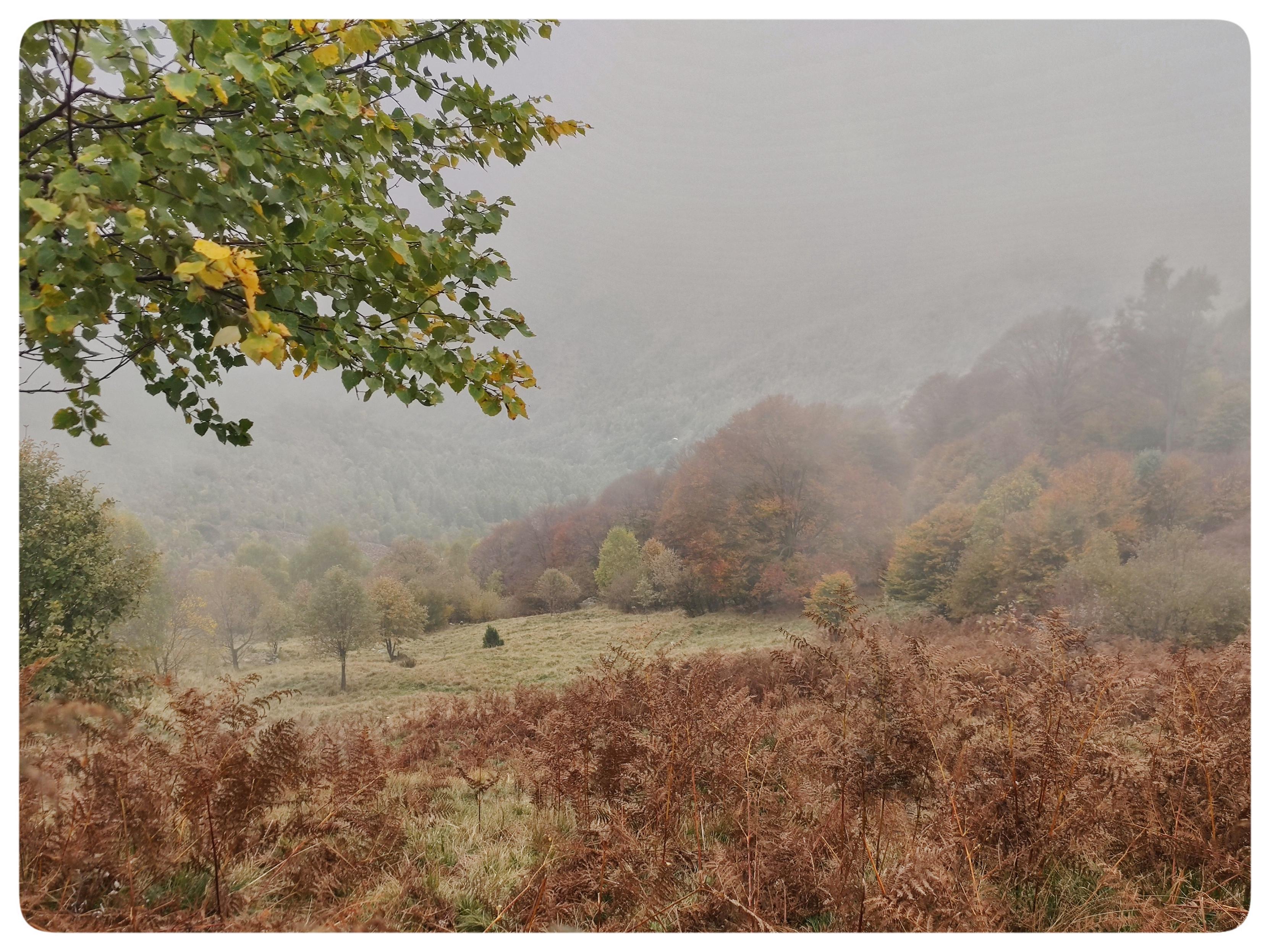 Pascolo alpino in autunno.
Le felci in primissimo piano incorniciano il pascolo di fronte. Il bosco si allunga verso l'orizzonte, fino a quando le nubi non lo nascondono. I colori dominanti sono i toni dell'arancio.