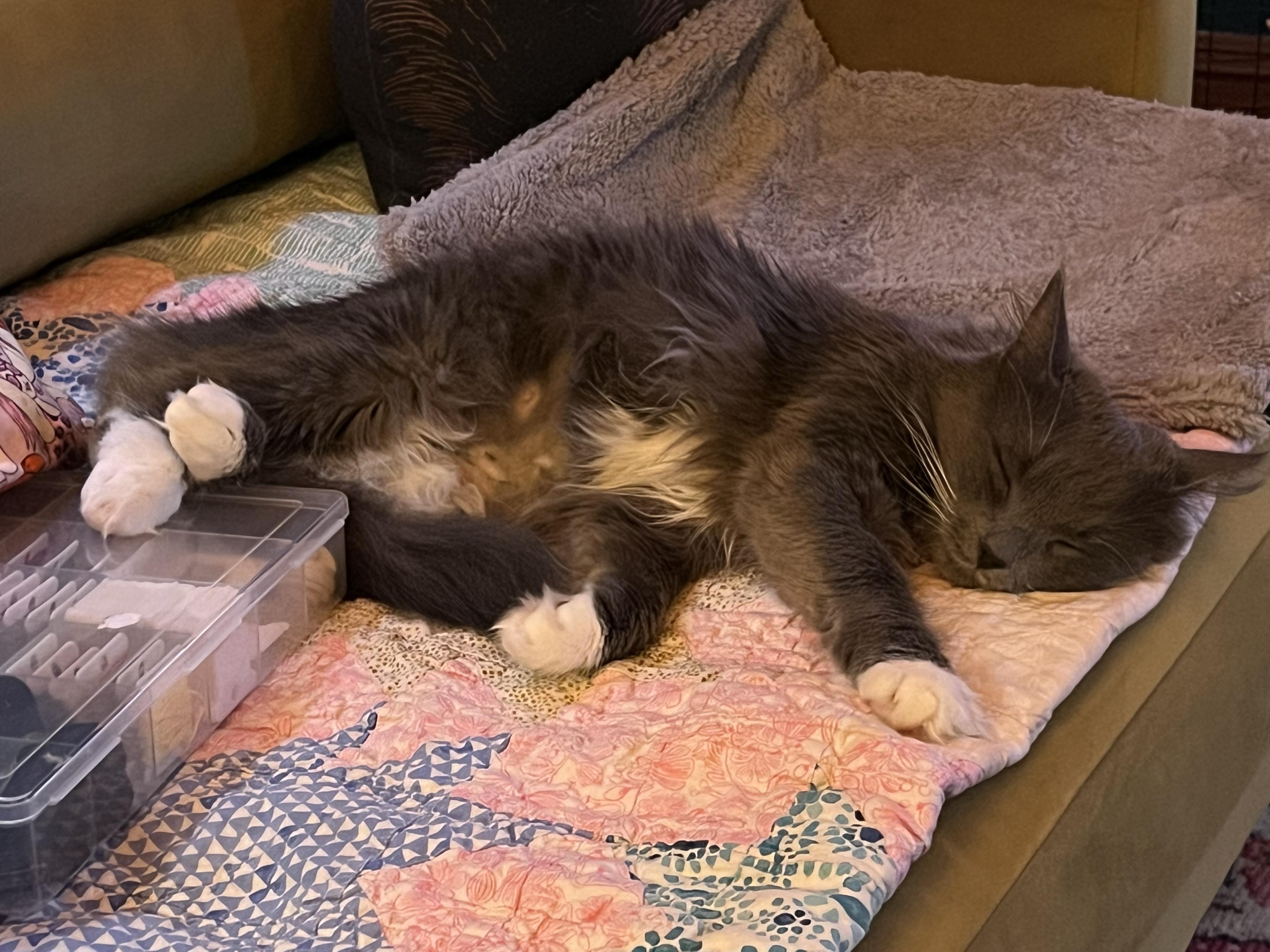 Ms. Biscuits, a fluffy dark grey cat with white paws, lays cashed out on a couch