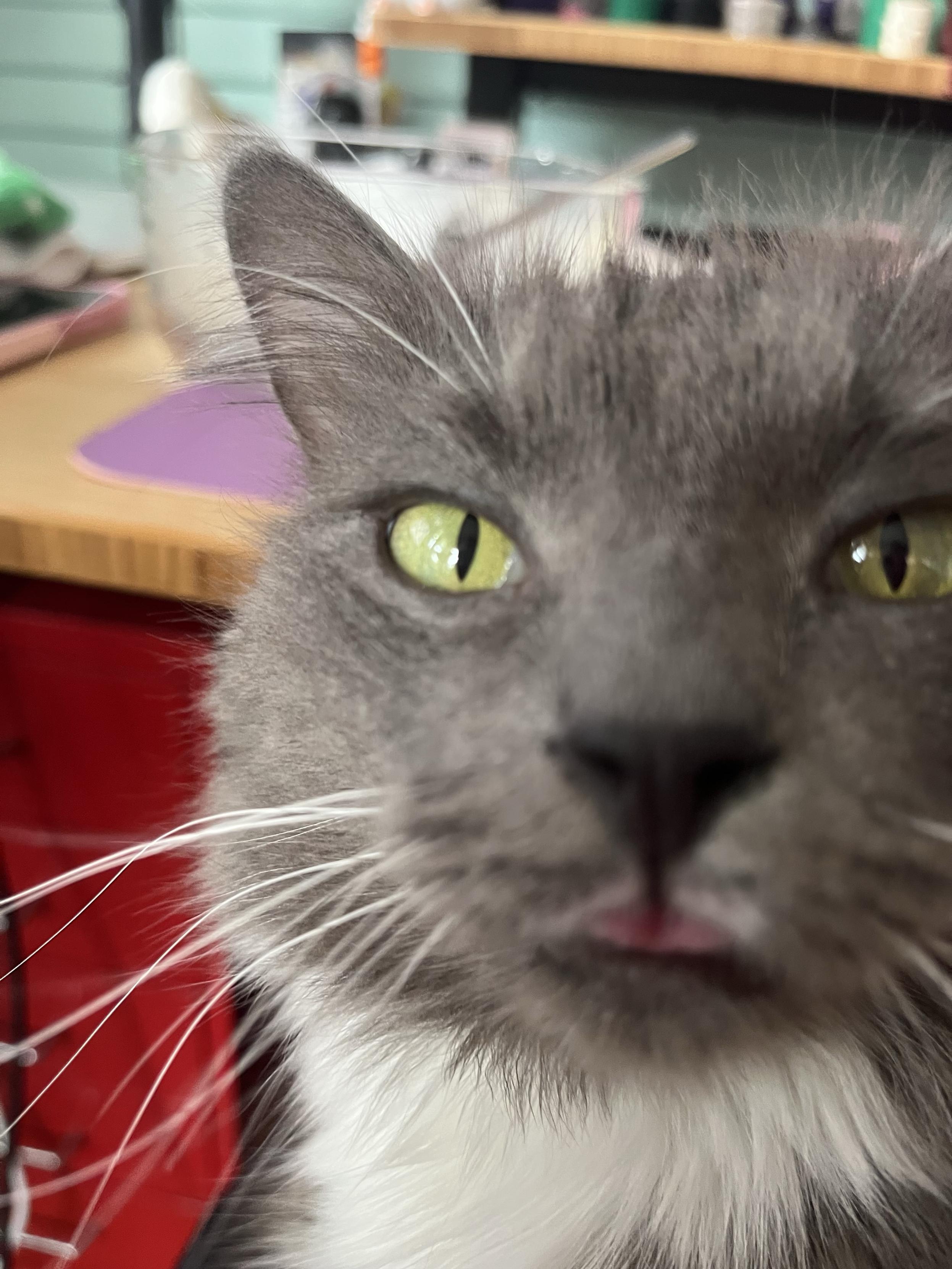 Ms. Biscuits, a fluffy dark grey cat with white chest fluff, bleps at the camera