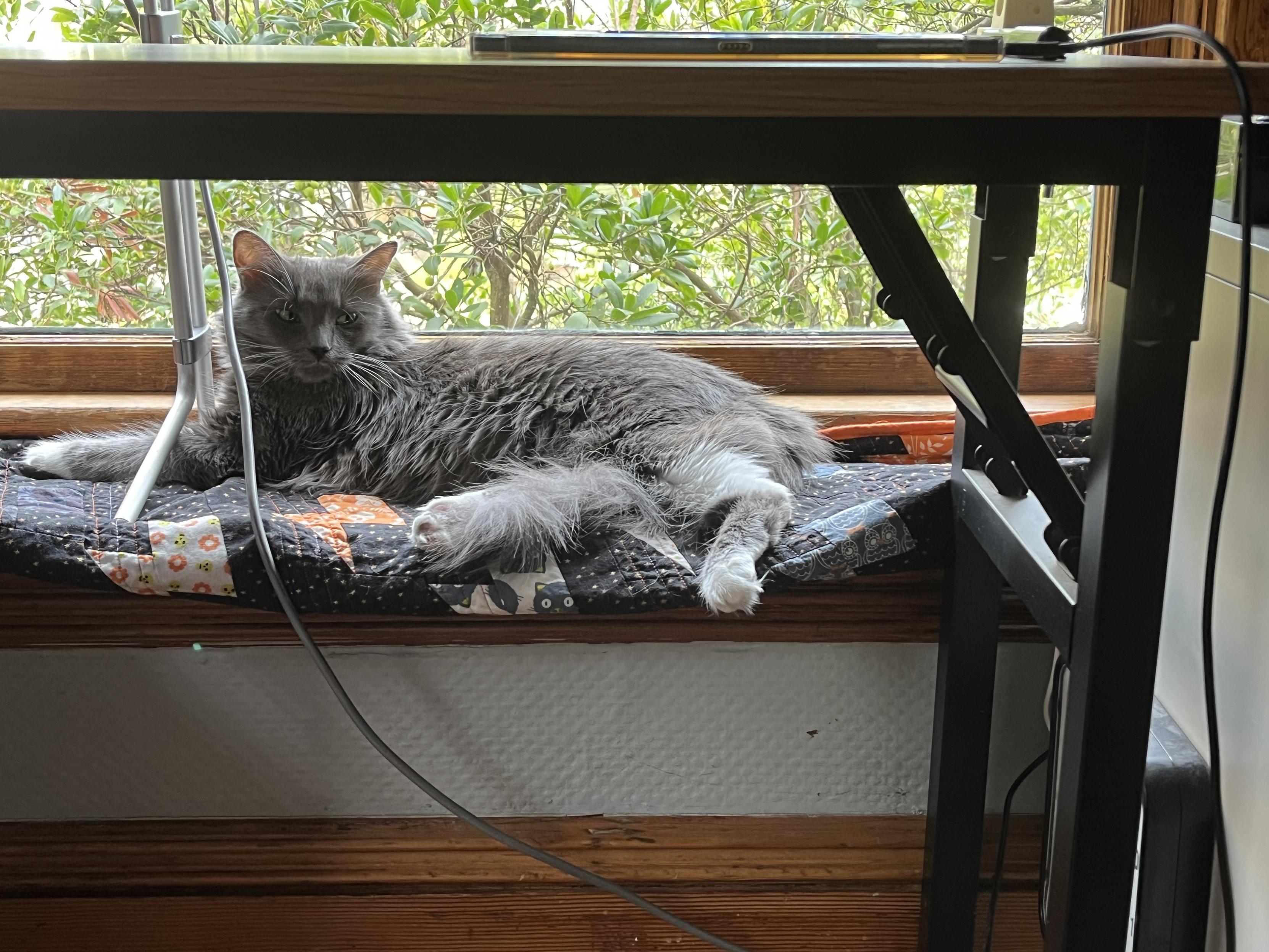 Ms. Biscuits, a fluffy dark grey cat with white paws, lays flopped on her side on a window sill looking pleased with herself