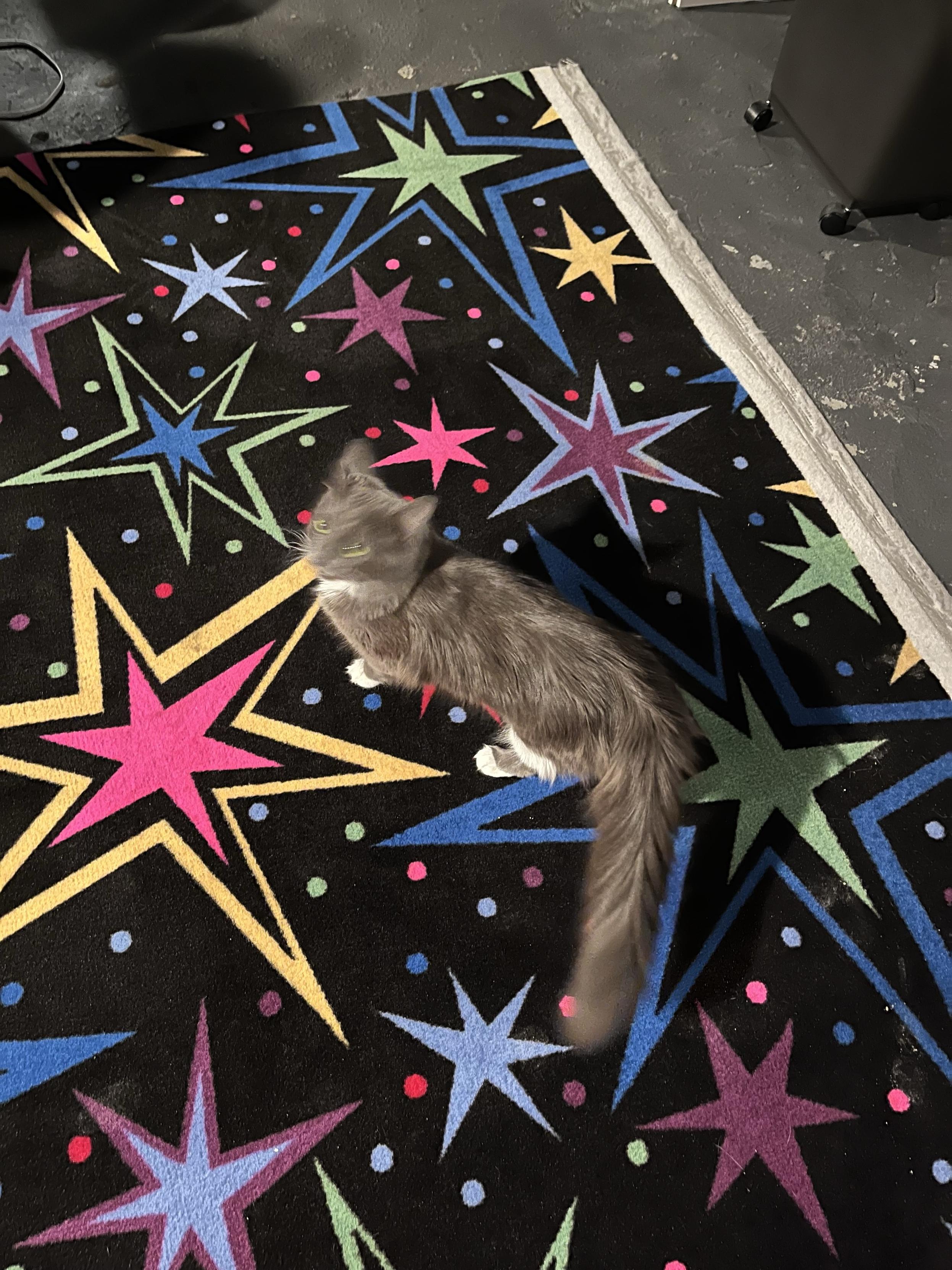 Ms. Biscuits, a fluffy dark grey cat with white paws, is a bit of a blur on some arcade carpet