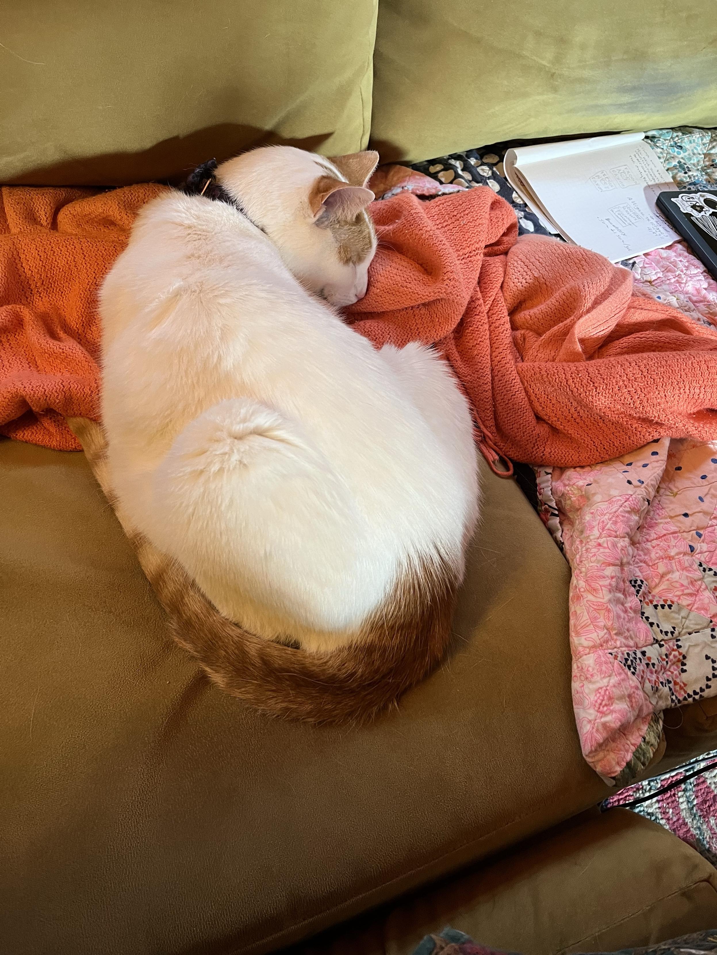 Cosmo curled up on couch