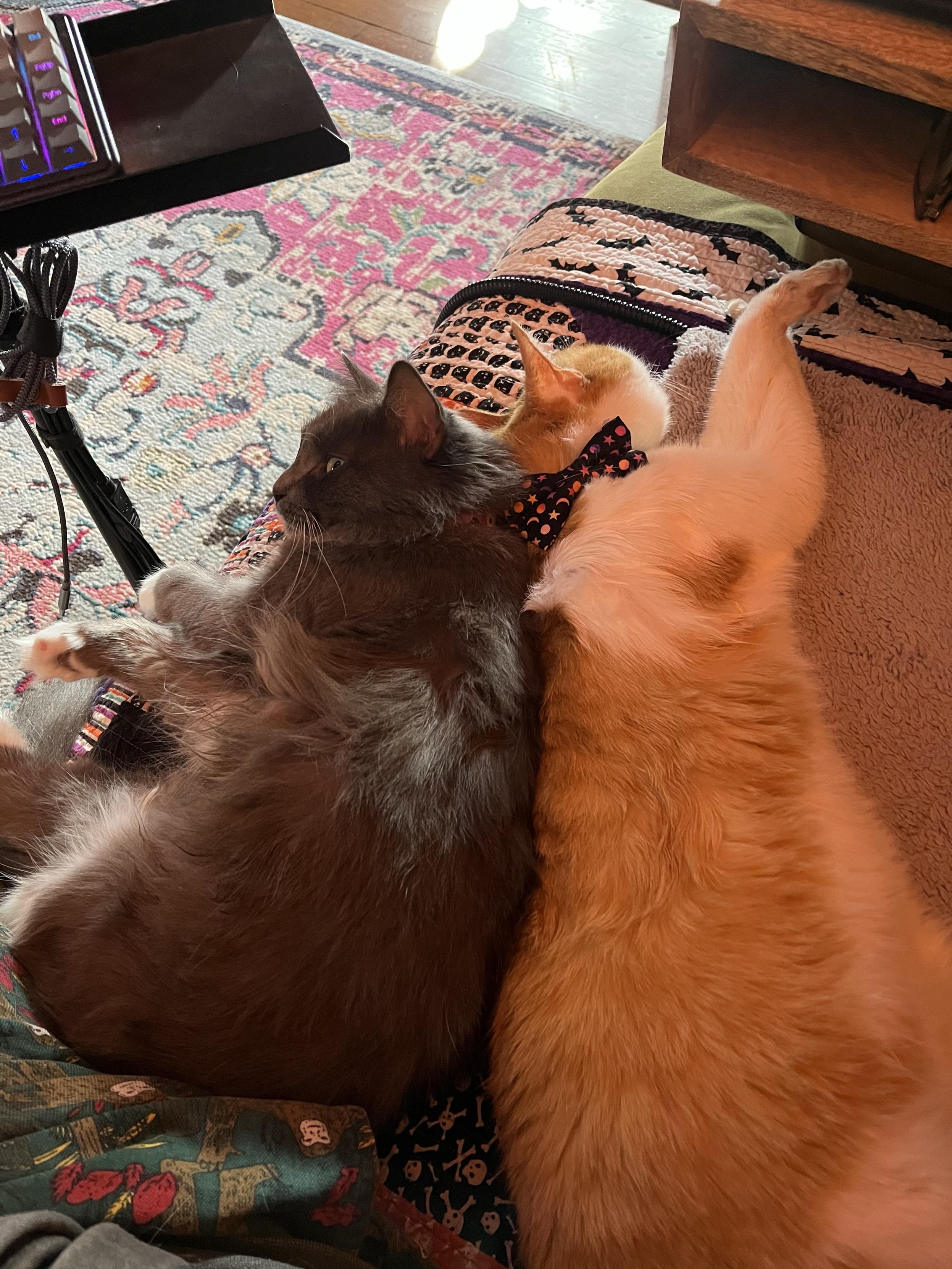 Miss Biscuits and Catsby lying back to back