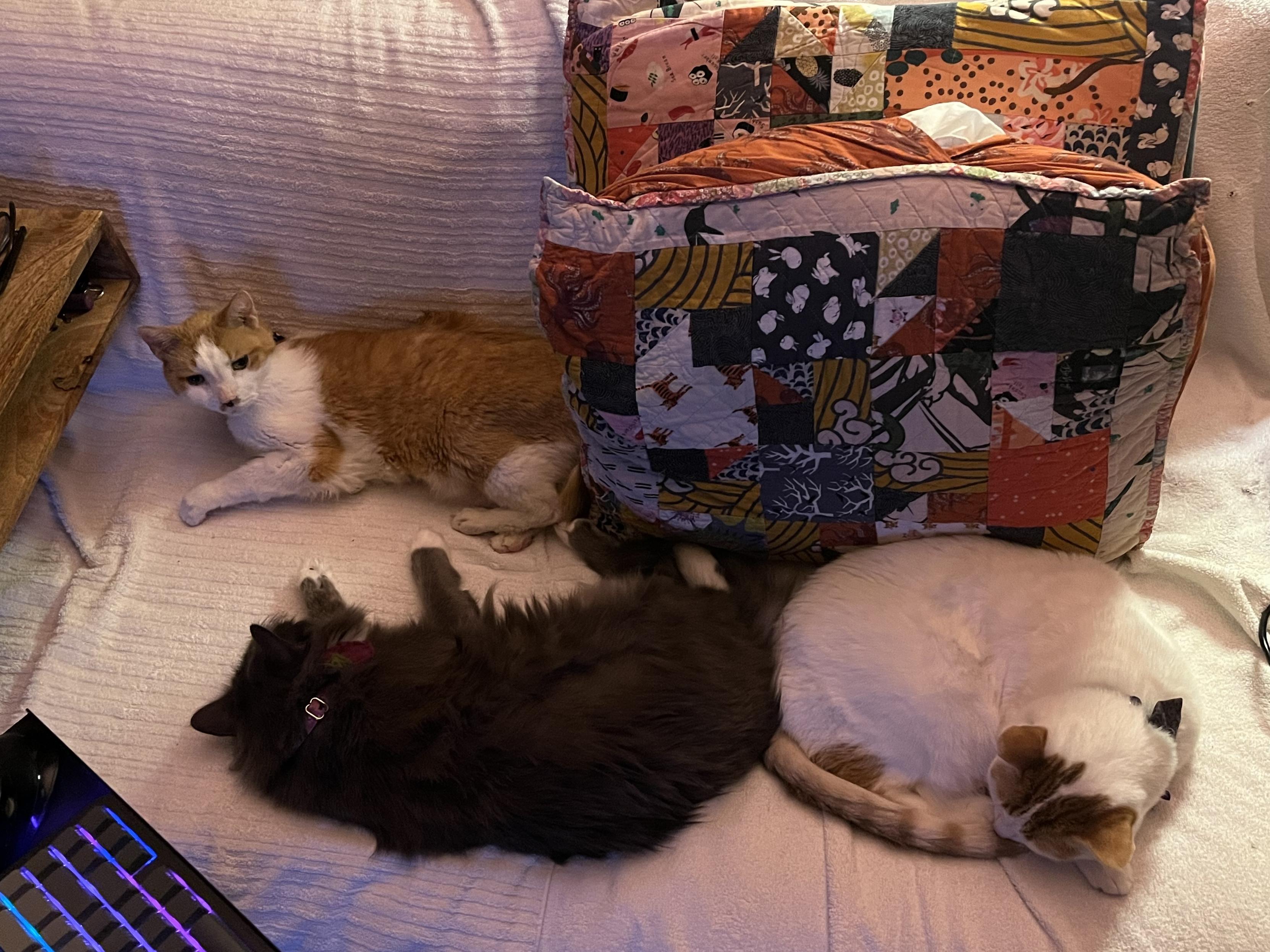 Three cats are lounging on a white blanket. One orange-and-white cat is sitting upright on the left, while a fluffy gray cat and another white-and-orange cat are sleeping curled up on the right. Colorful pillows are stacked in the background. 