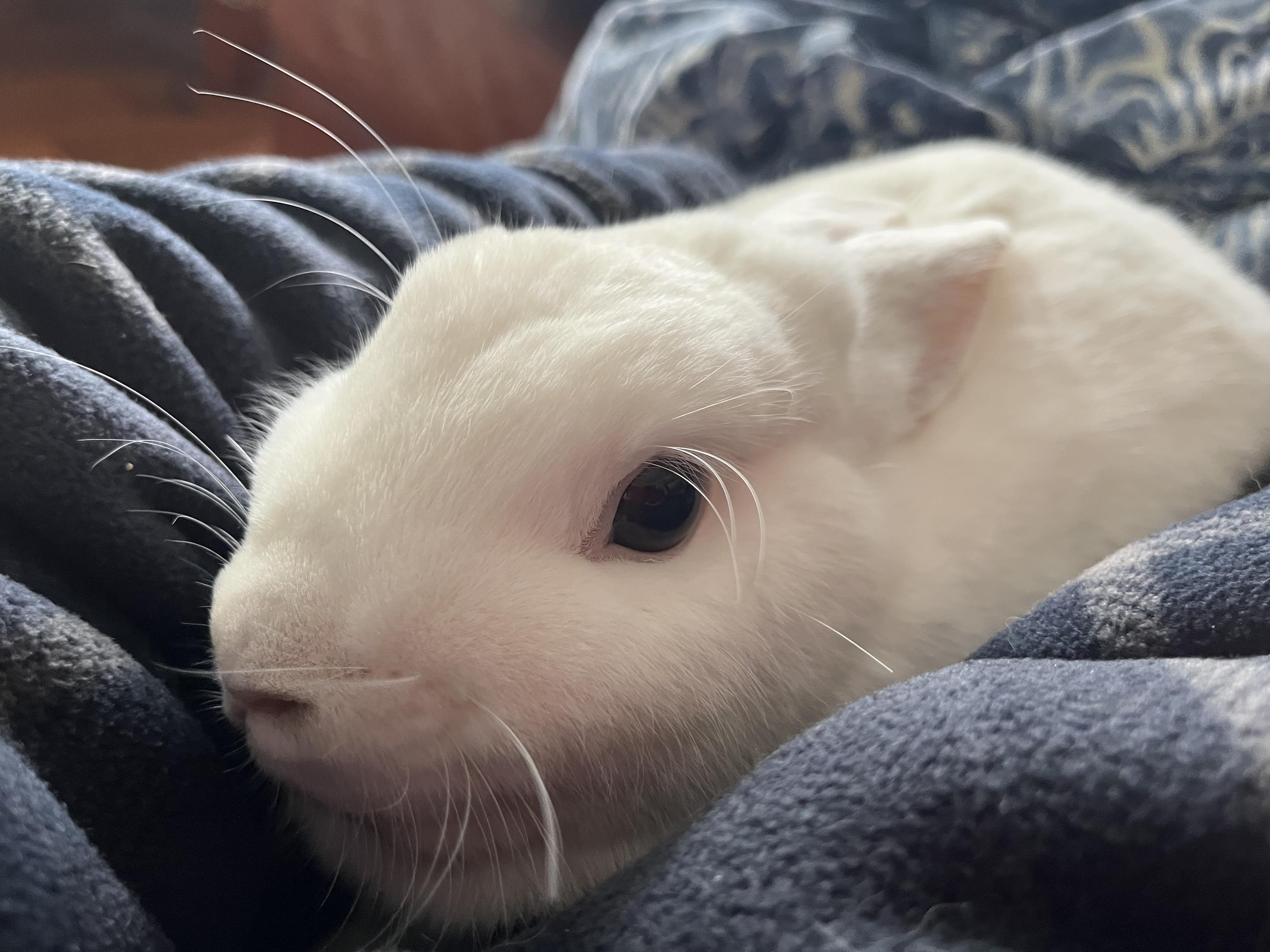 White bunny relaxed in my arms