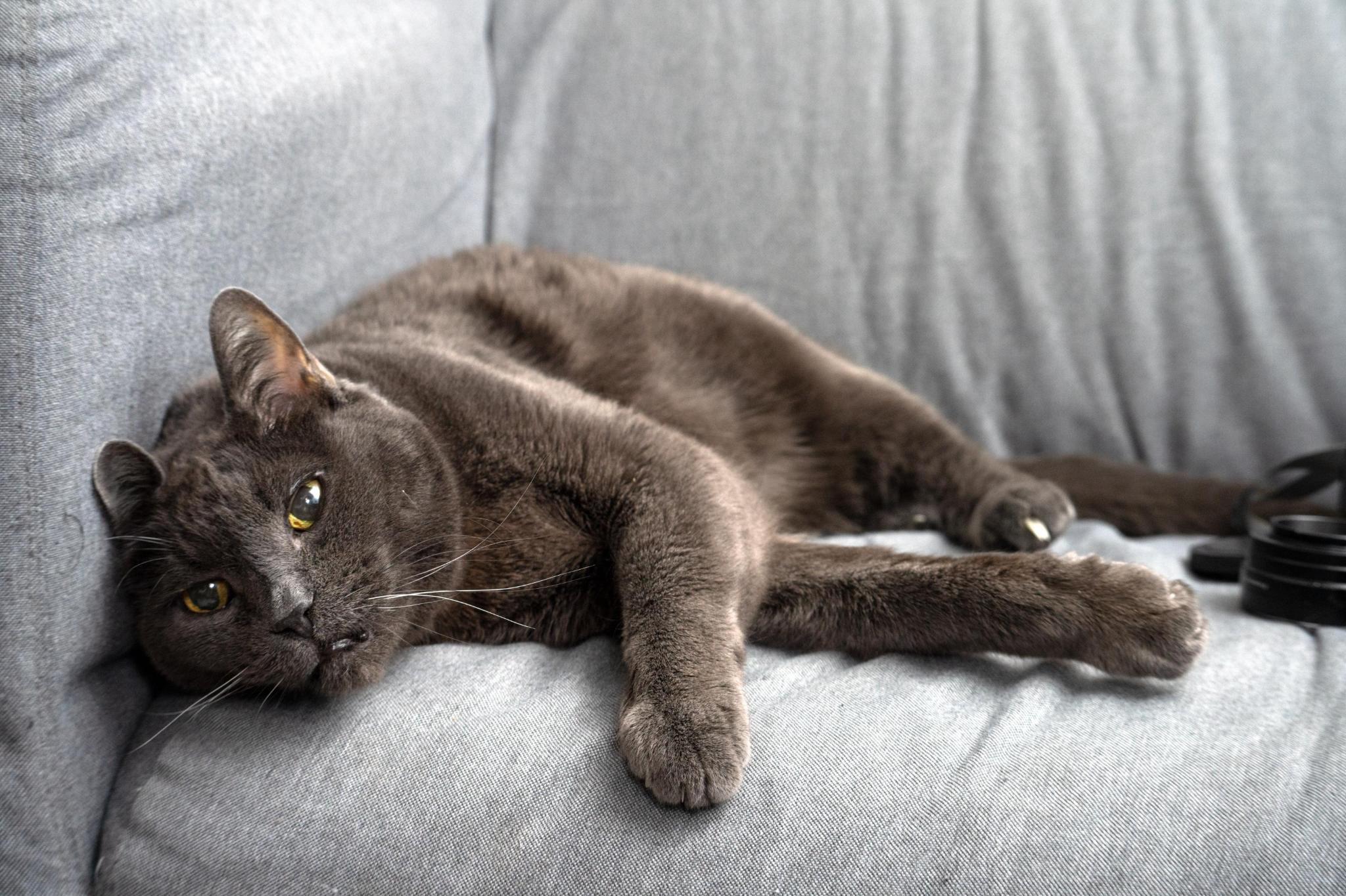 Gray kitty, a very good boy
