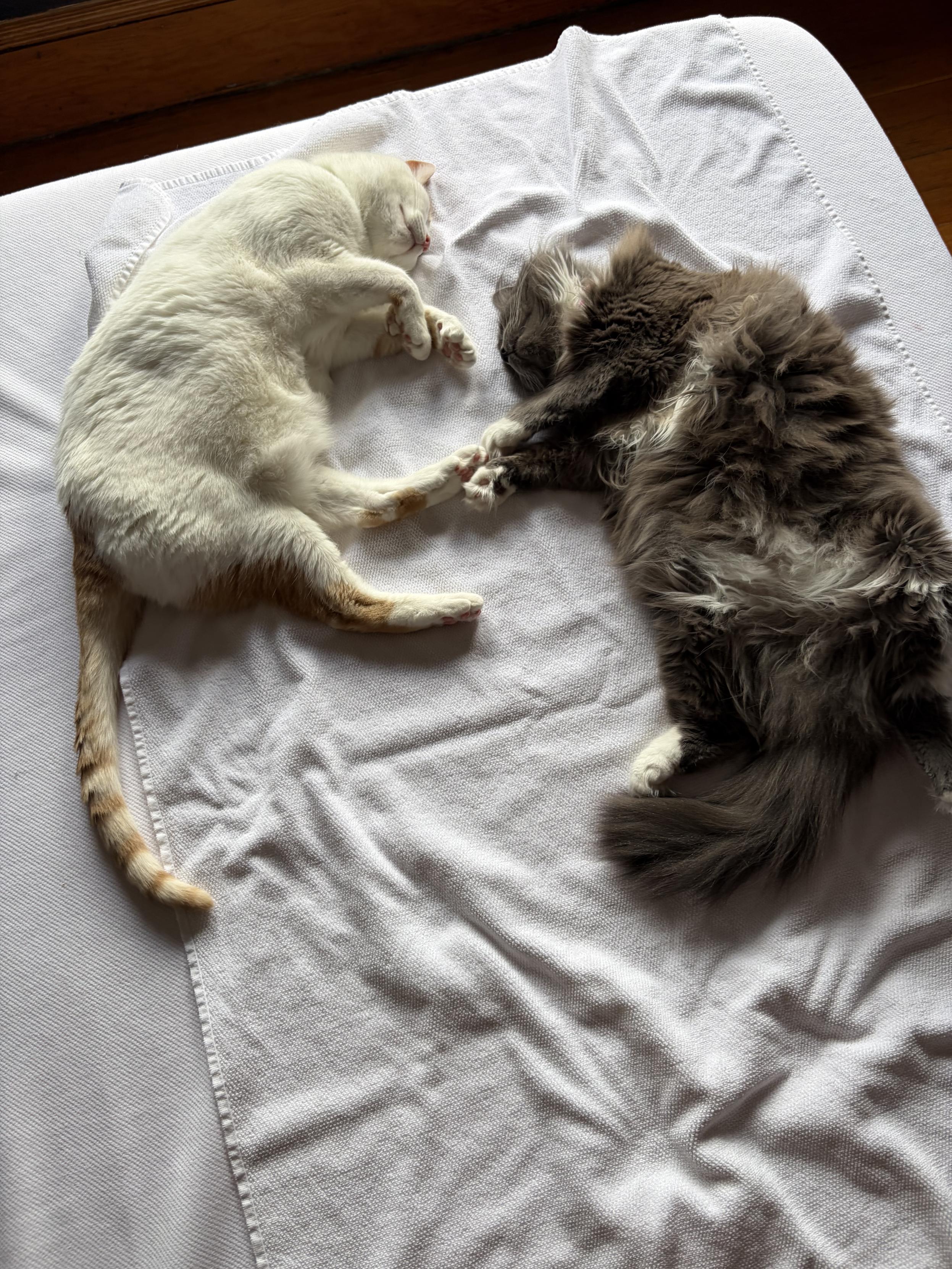 Two cats lounging on a towel on a bed, Cosmo (white) and Miss Biscuits (grey. Miss Biscuits is touching Cosmo's back paw with her front paws.