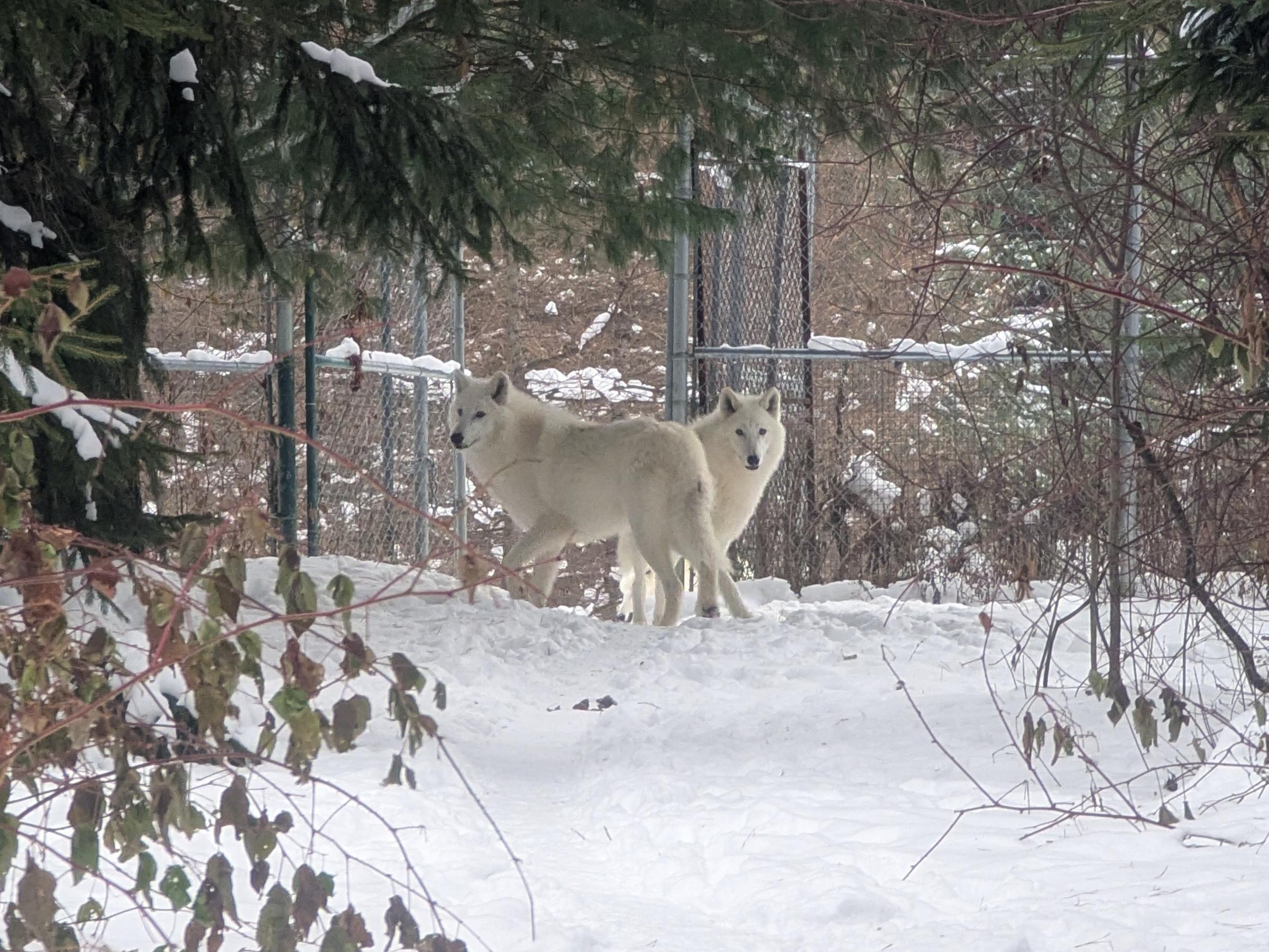 Two fluffy cream-colored arctic wolves standing in front of an open gate in a tall chain link fence, in the center of the picture.  It is a snowy landscape, and there is a pine tree growing on the left side whose branches overhang the top.  One of the wolves is standing in front of the other, and looking to the left, while the other is looking toward the camera.