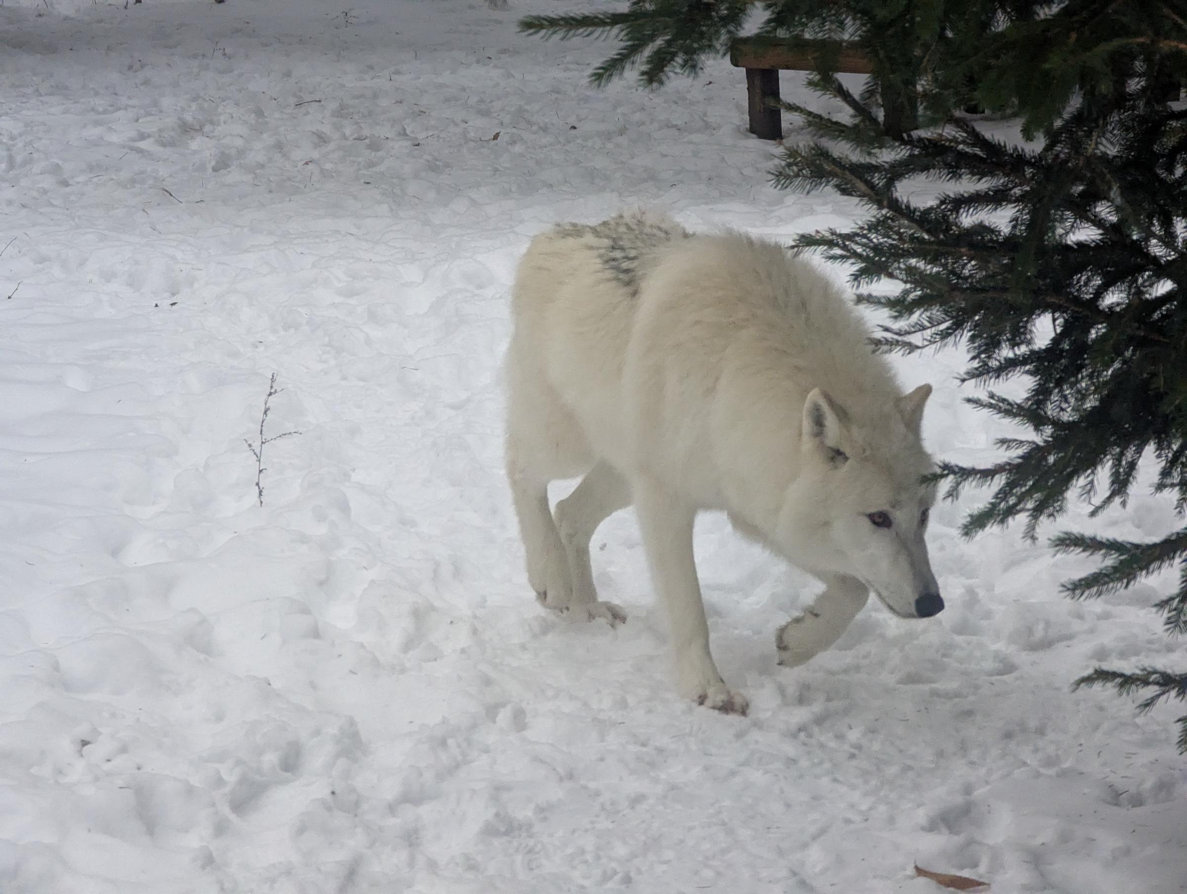 A cream colored arctic wolf walking on snow-covered ground, toward the lower right corner of the picture.  Just to the right of him is part of a pine tree.  He is walking with his head down, and his left paw is up in mid-step.