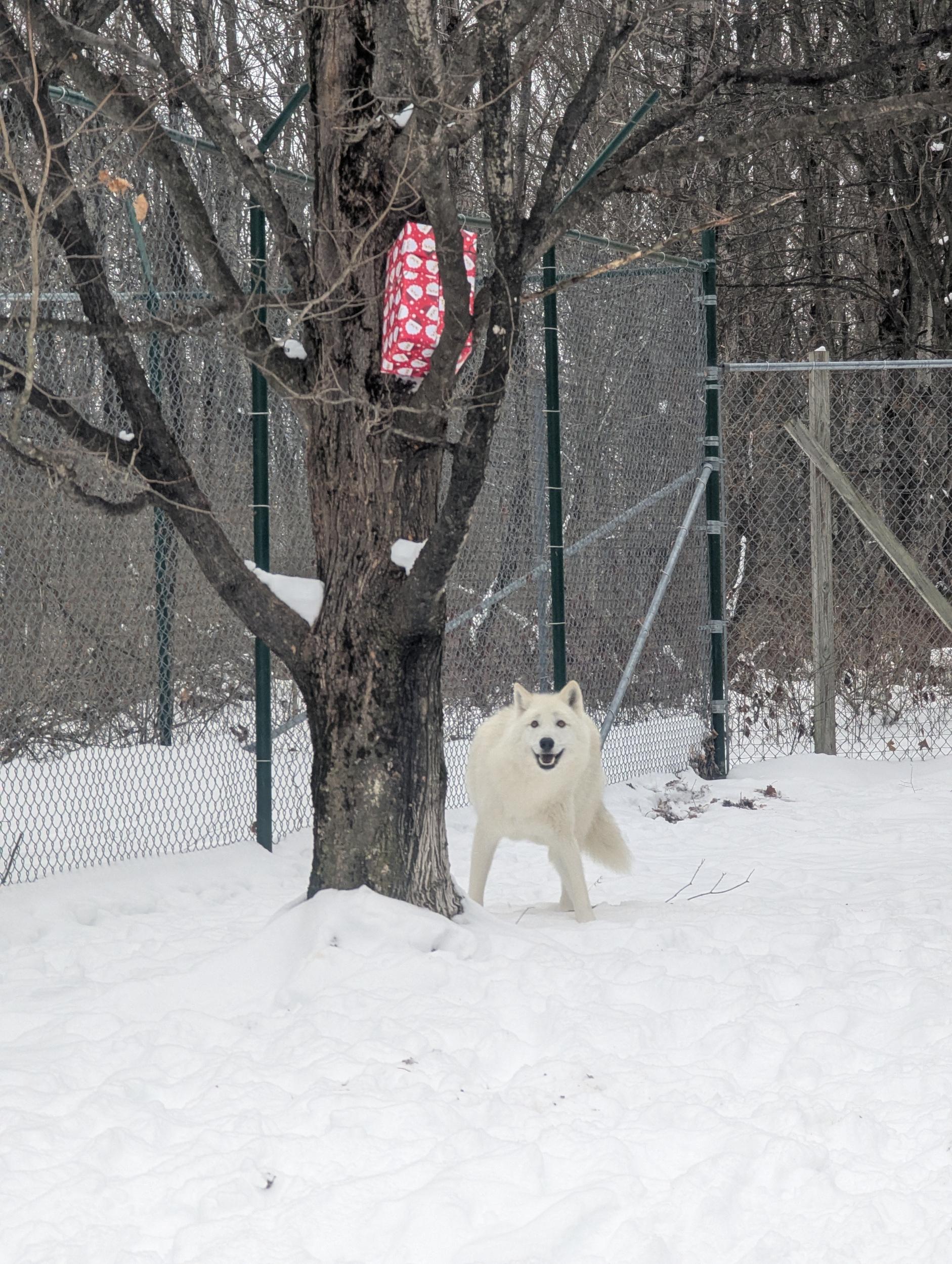 A cream colored arctic wolf standing at the base of a tree, in which a box wrapped with Christmas-themed wrapping paper is place din the top branches.  The wolf is looking up and has what might be a grin on his face.  Behind the wolf and tree are a chain link fence.  The ground is covered in snow, and the trees are leafless, while the lighting is soft and gray from an overcast sky.
