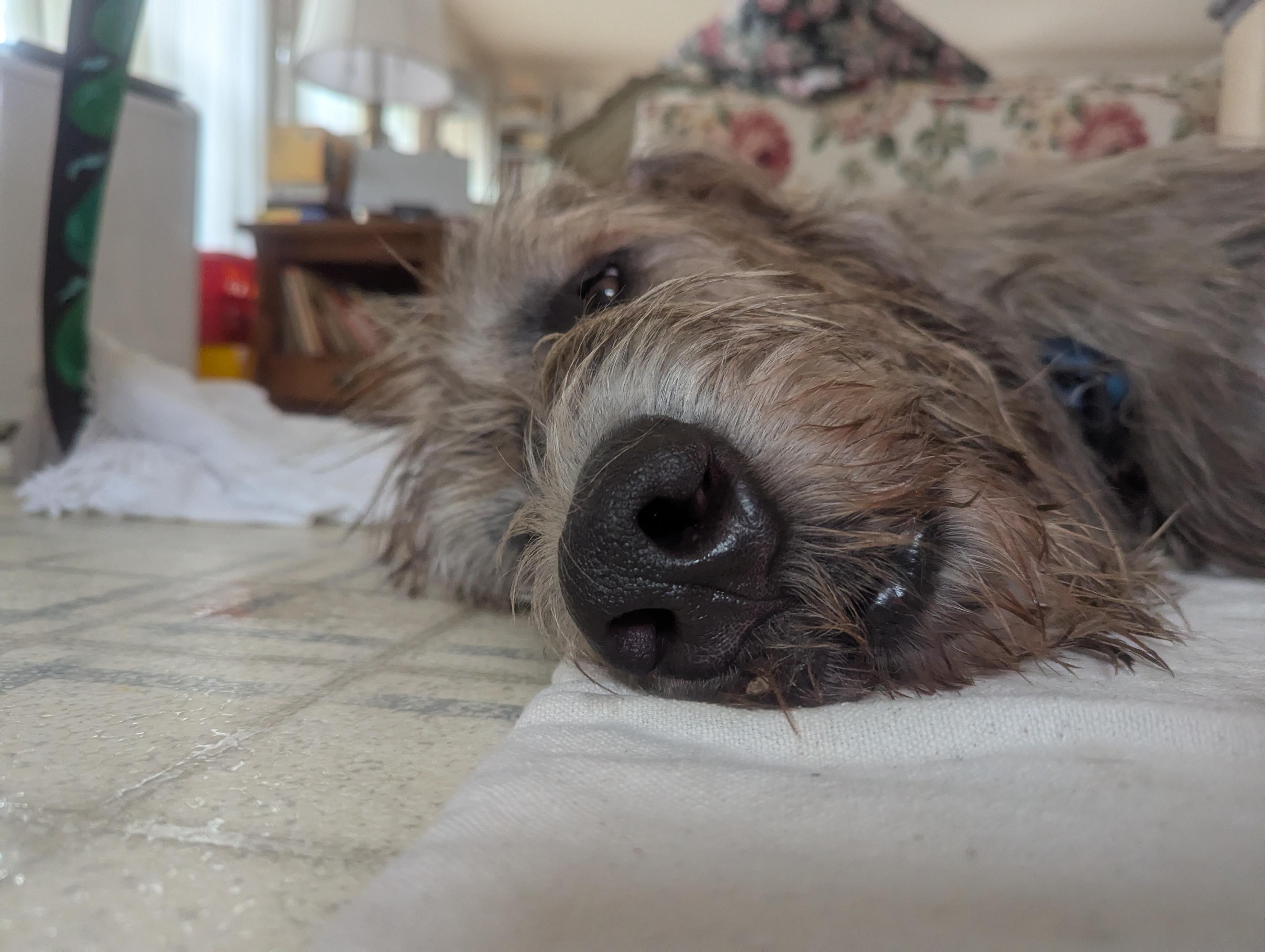 The head of a sandy colored Irish wolfhound laying on his right side and looking at the camera.