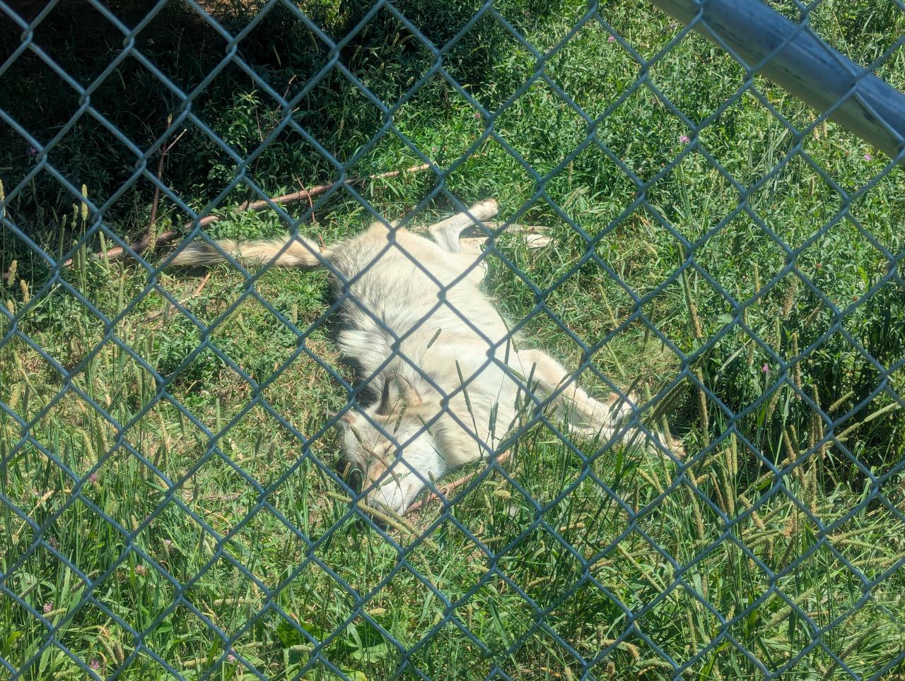 A cream-colored wolf with gray fur along her back and head sprawled out in green grass, behind a chain link fence.