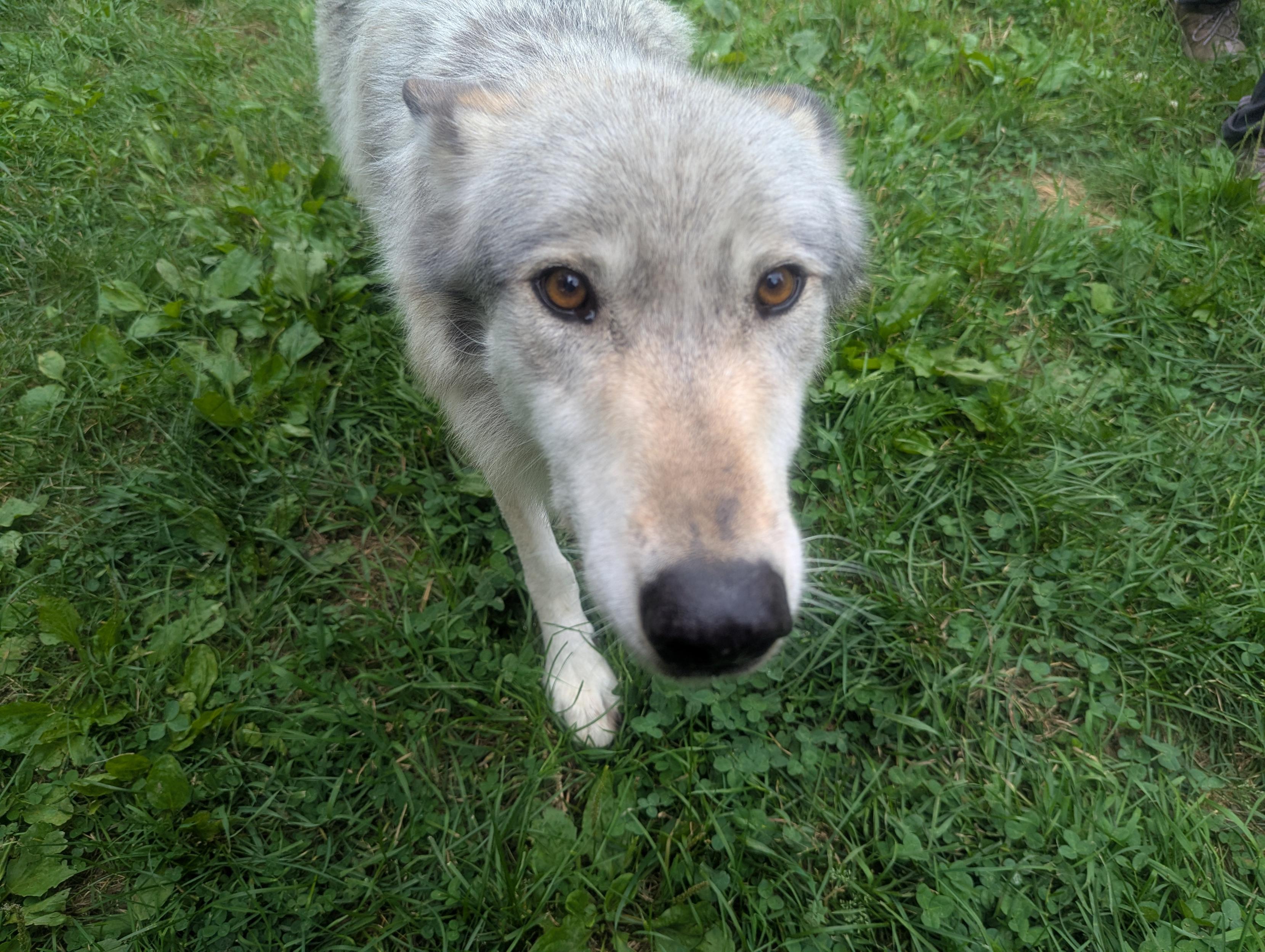 A light gray timber wolf standing on grass and looking up toward the camera.
