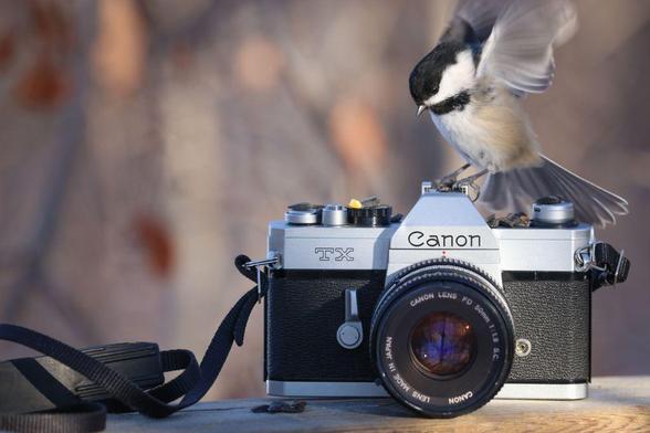 Photo of a black-capped chickadee landing on a vintage, 70s-era, Canon TX camera.