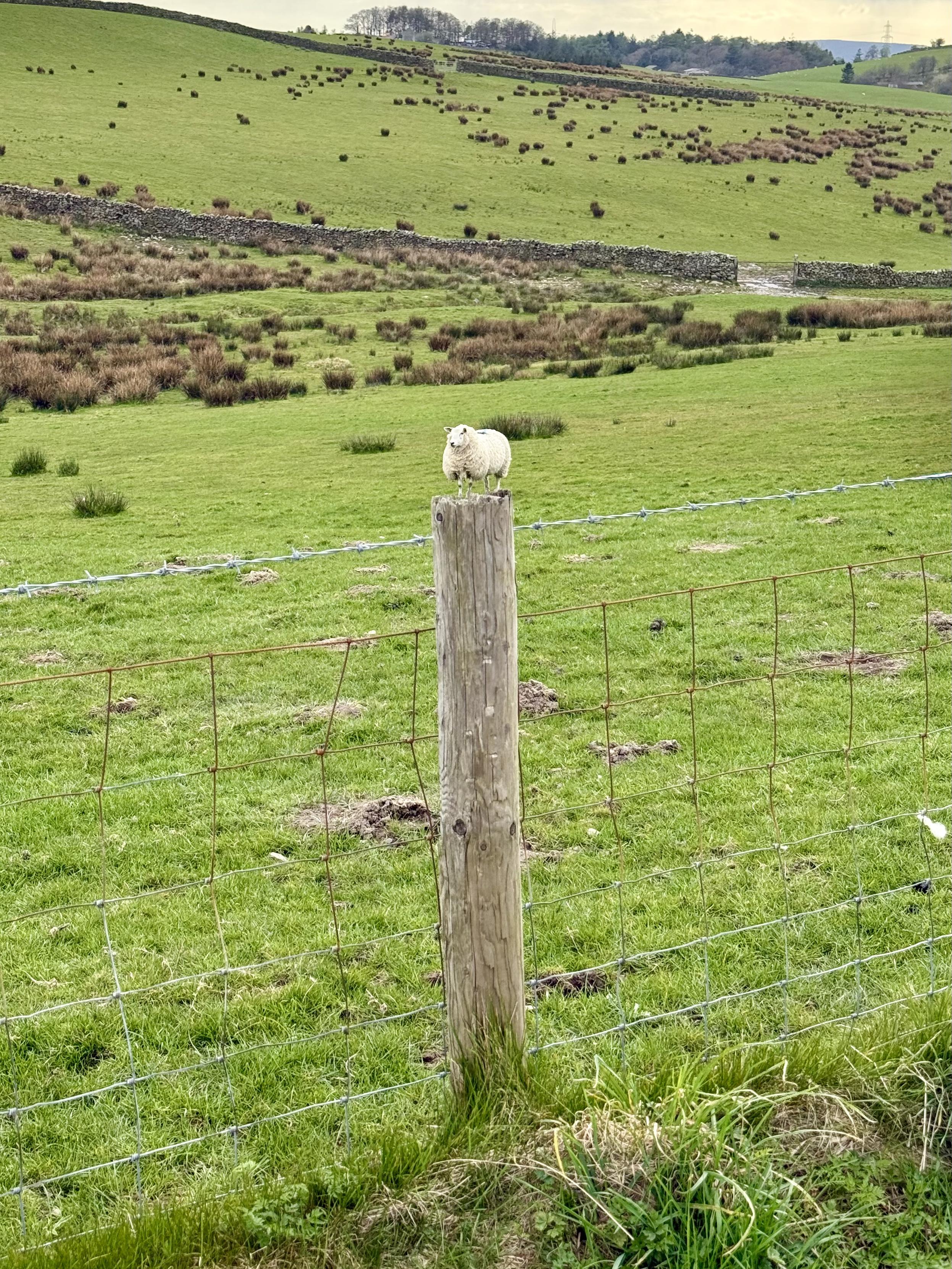 Teeny tiny sheep on a fence post
