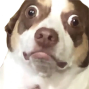 :wut_dog: